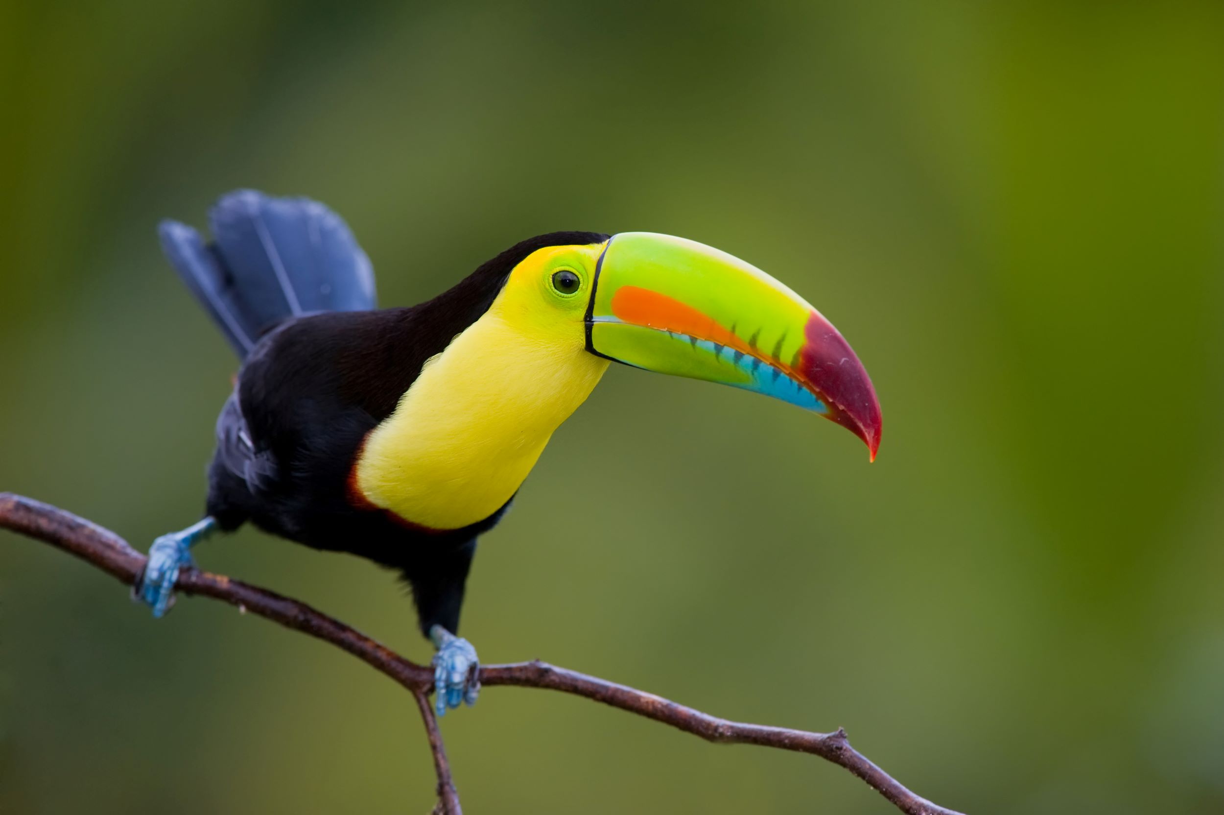 The Keel Billed Toucan, from Central America.