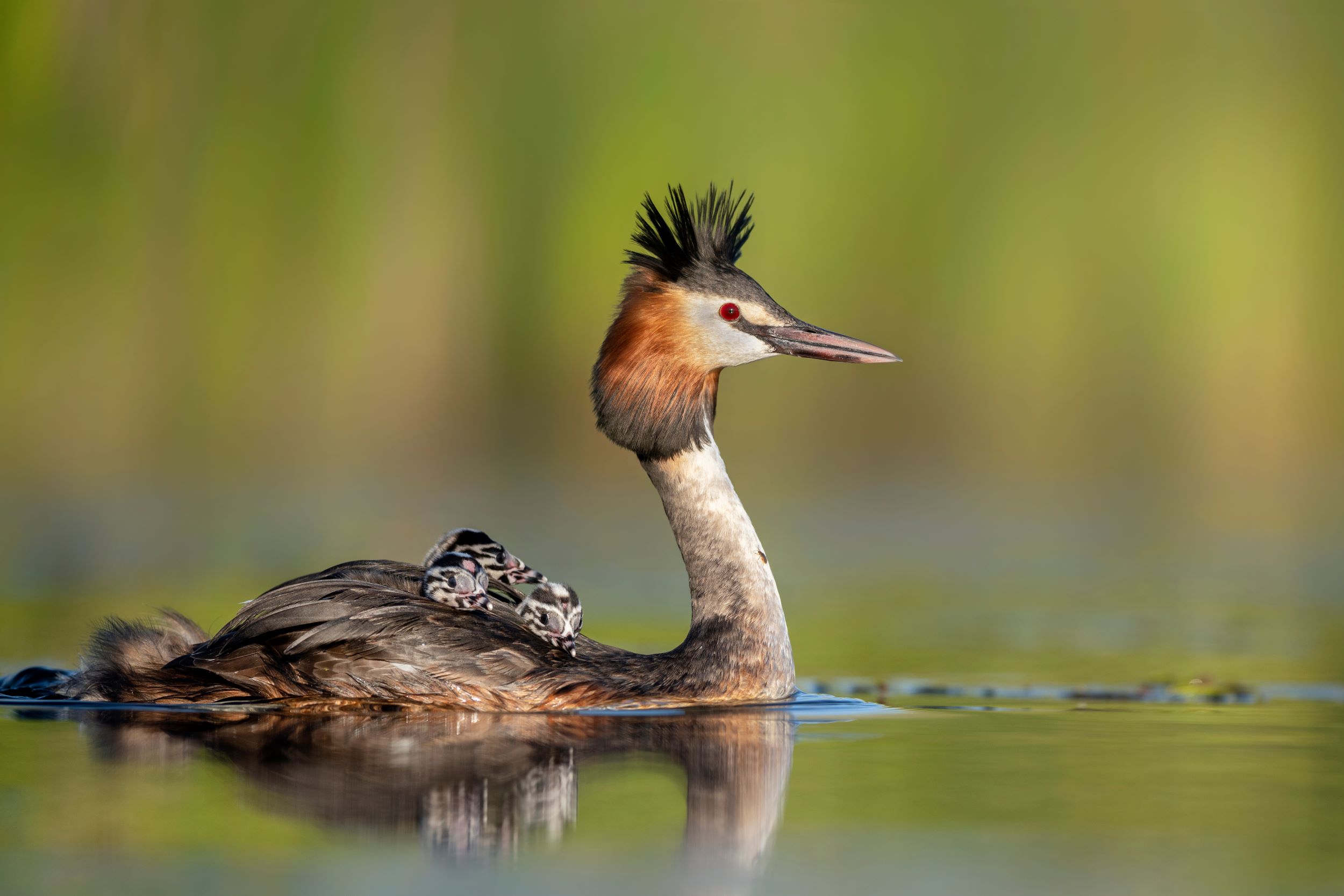 A Great Crested Grebe, Podiceps cristatus, with babies on its back.