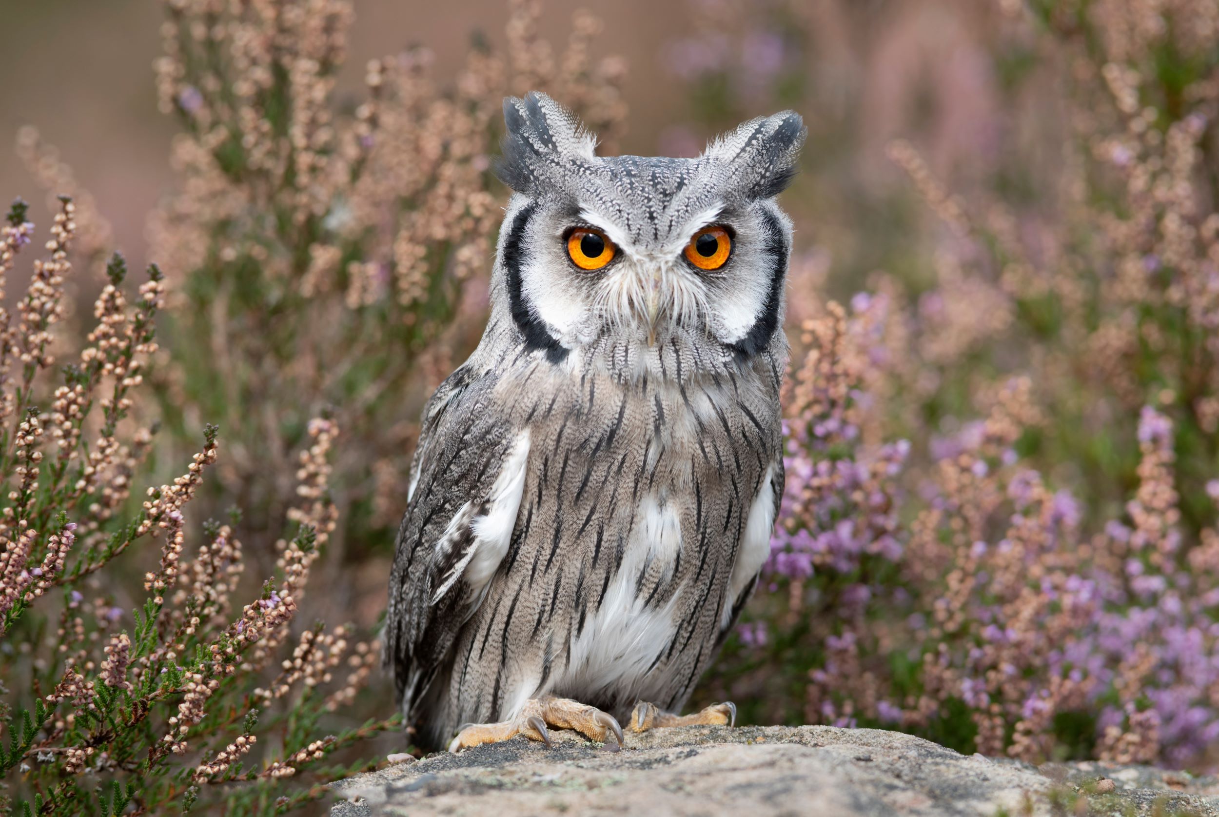 A Northern White Faced Owl as it stands on a rock.