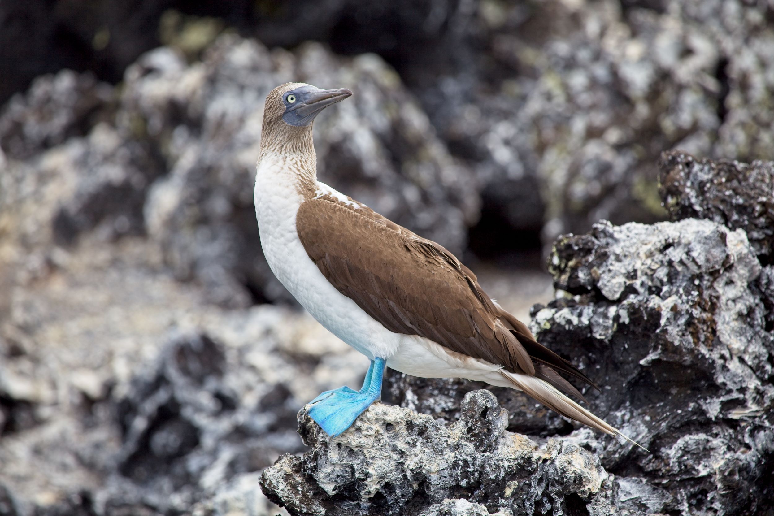 A Blue Footed Booby, Sula nebouxii, standing on rocks in the Galapagos Islands.