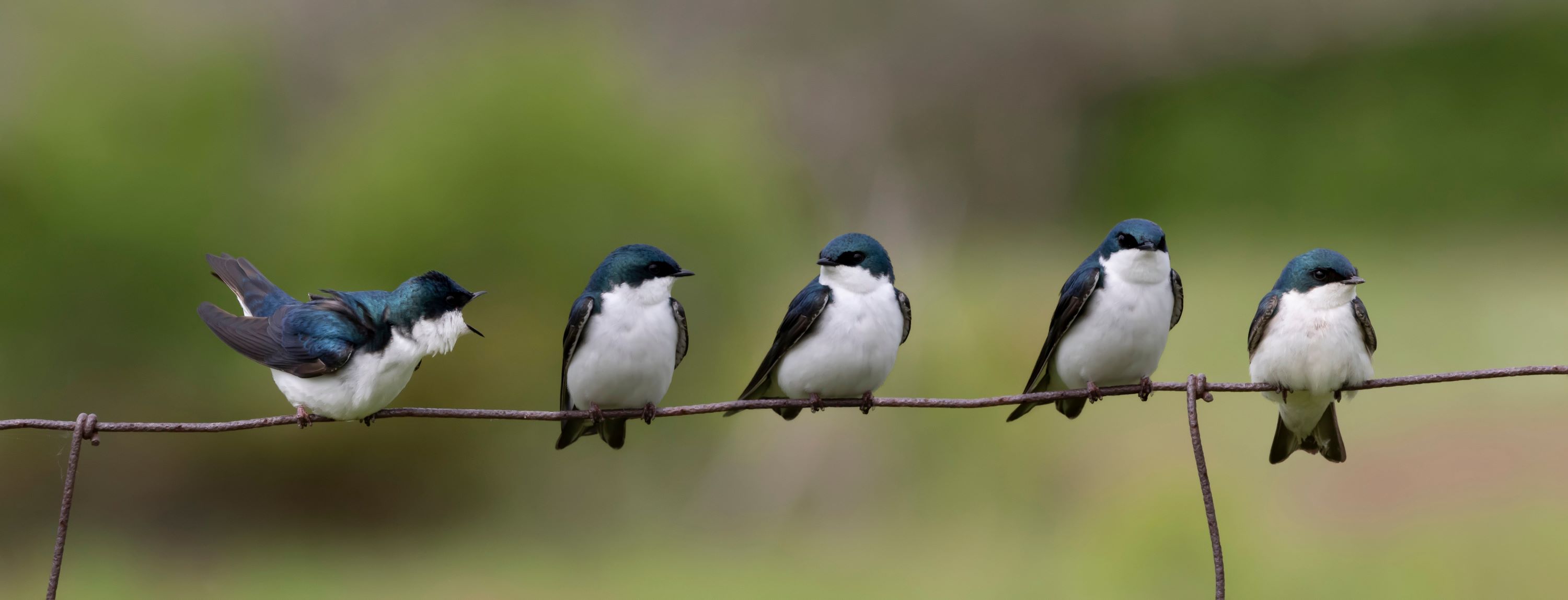 A group of Swallows.