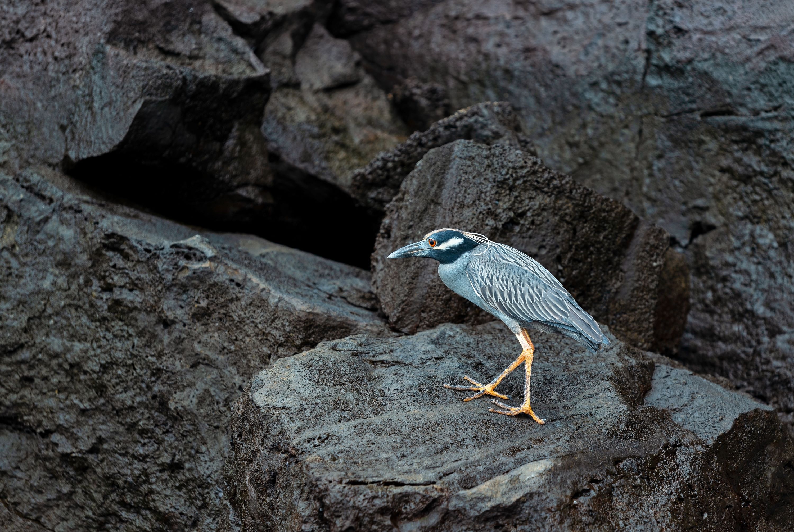 The Yellow-crowned Night Heron