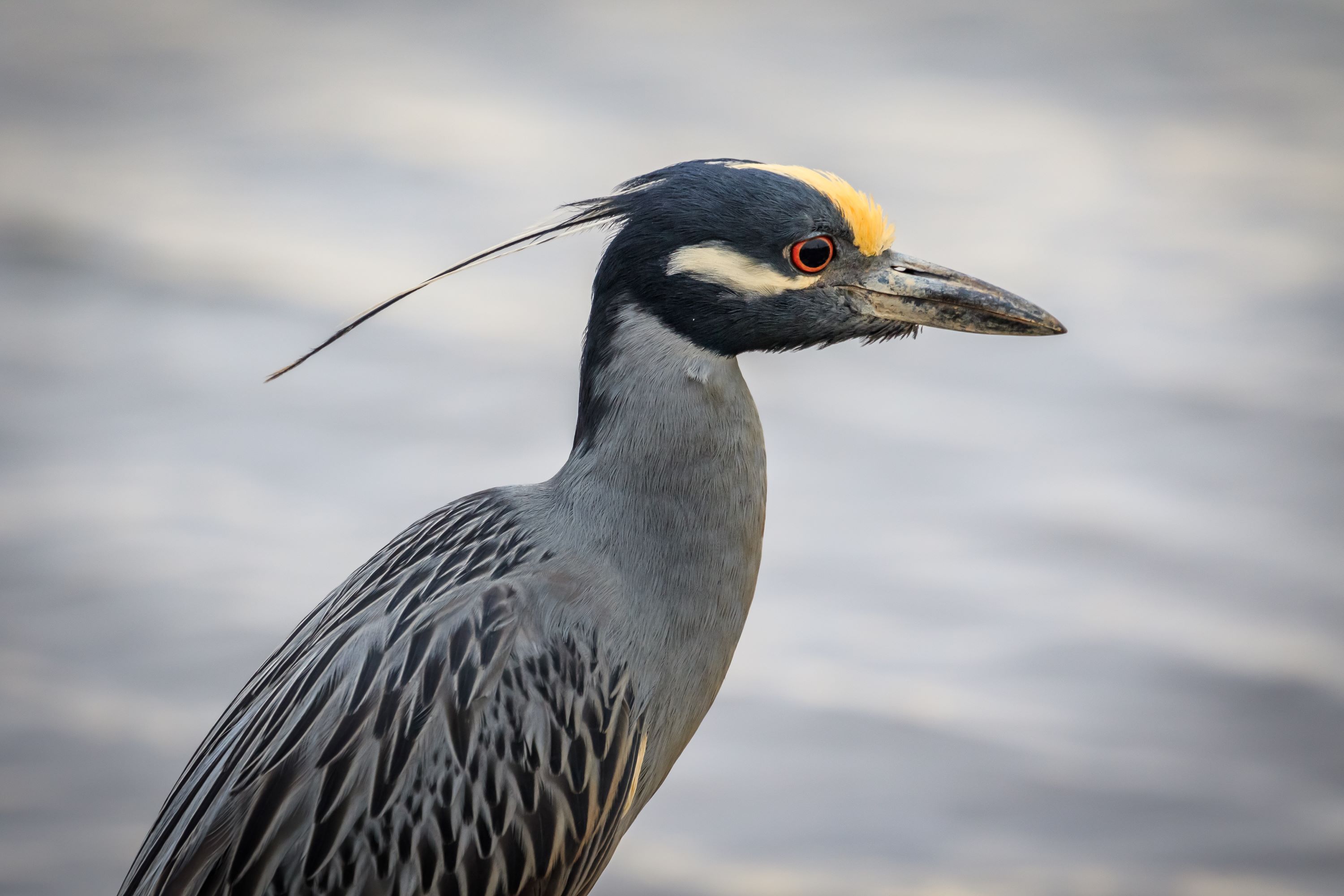 The Yellow-crowned Night Heron