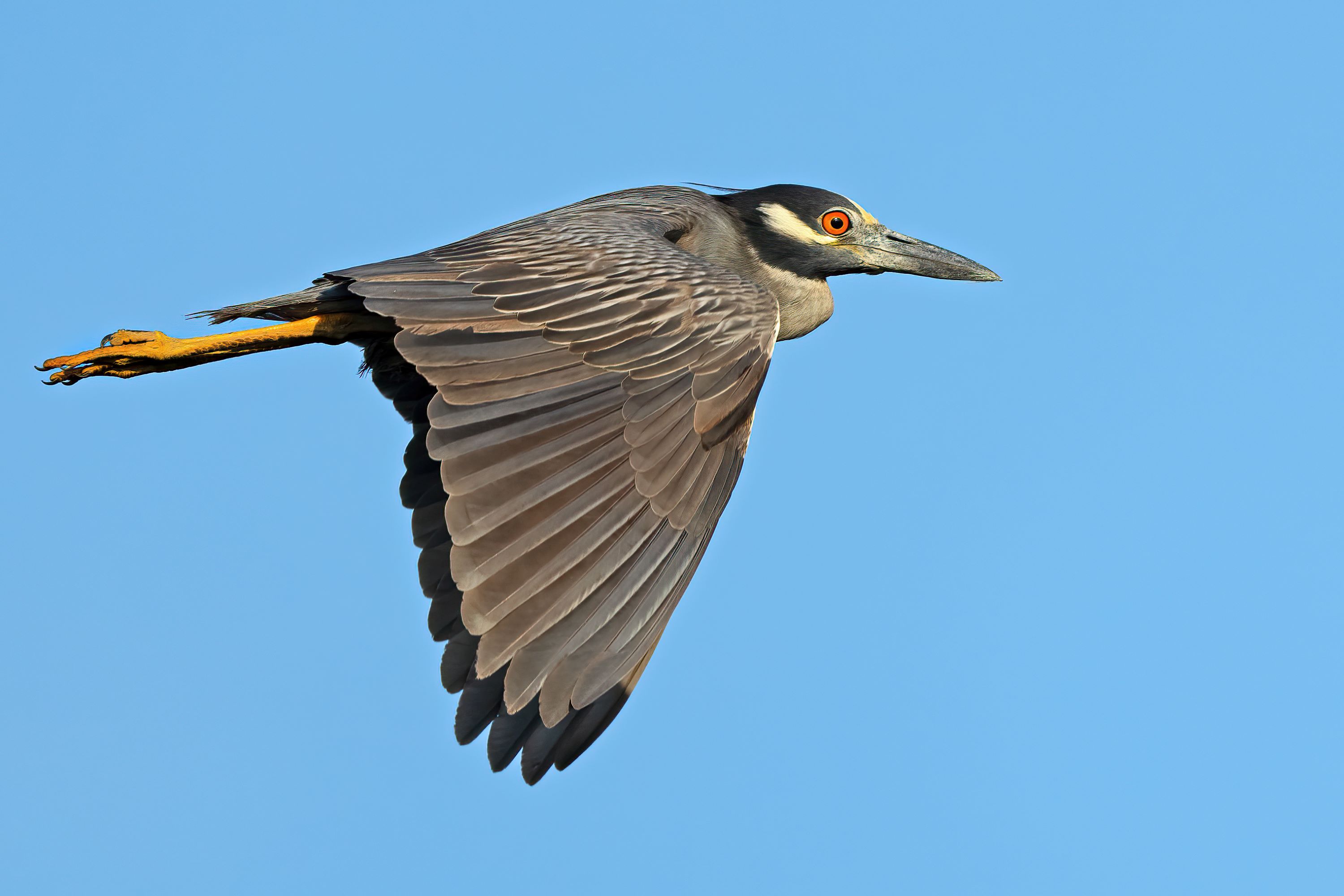 The Yellow-crowned Night Heron