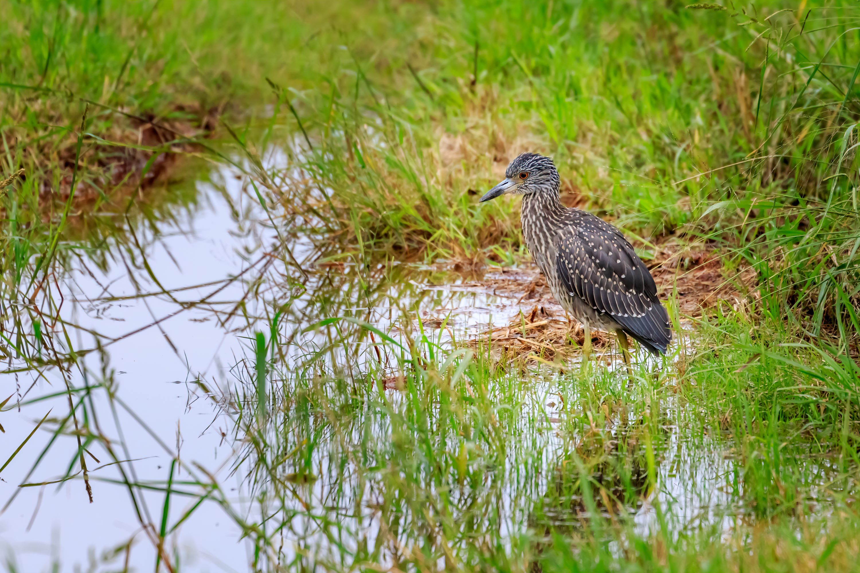 The Yellow-crowned Night Heron