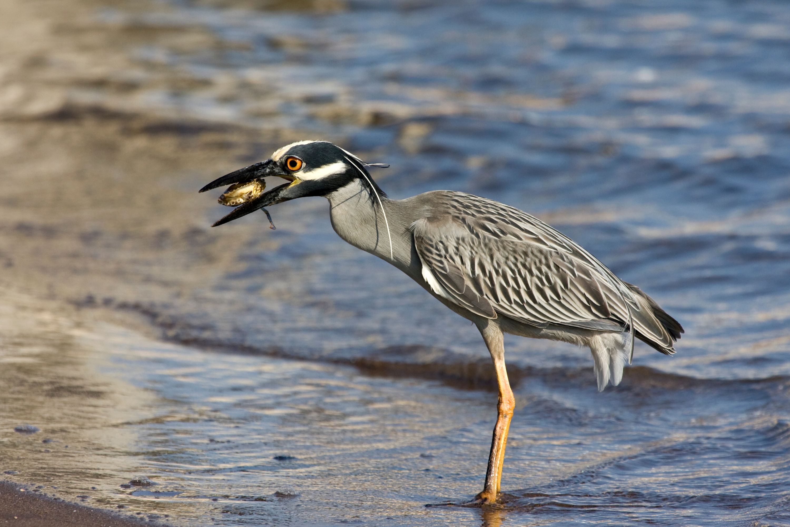 The Yellow-Crowned Night Heron