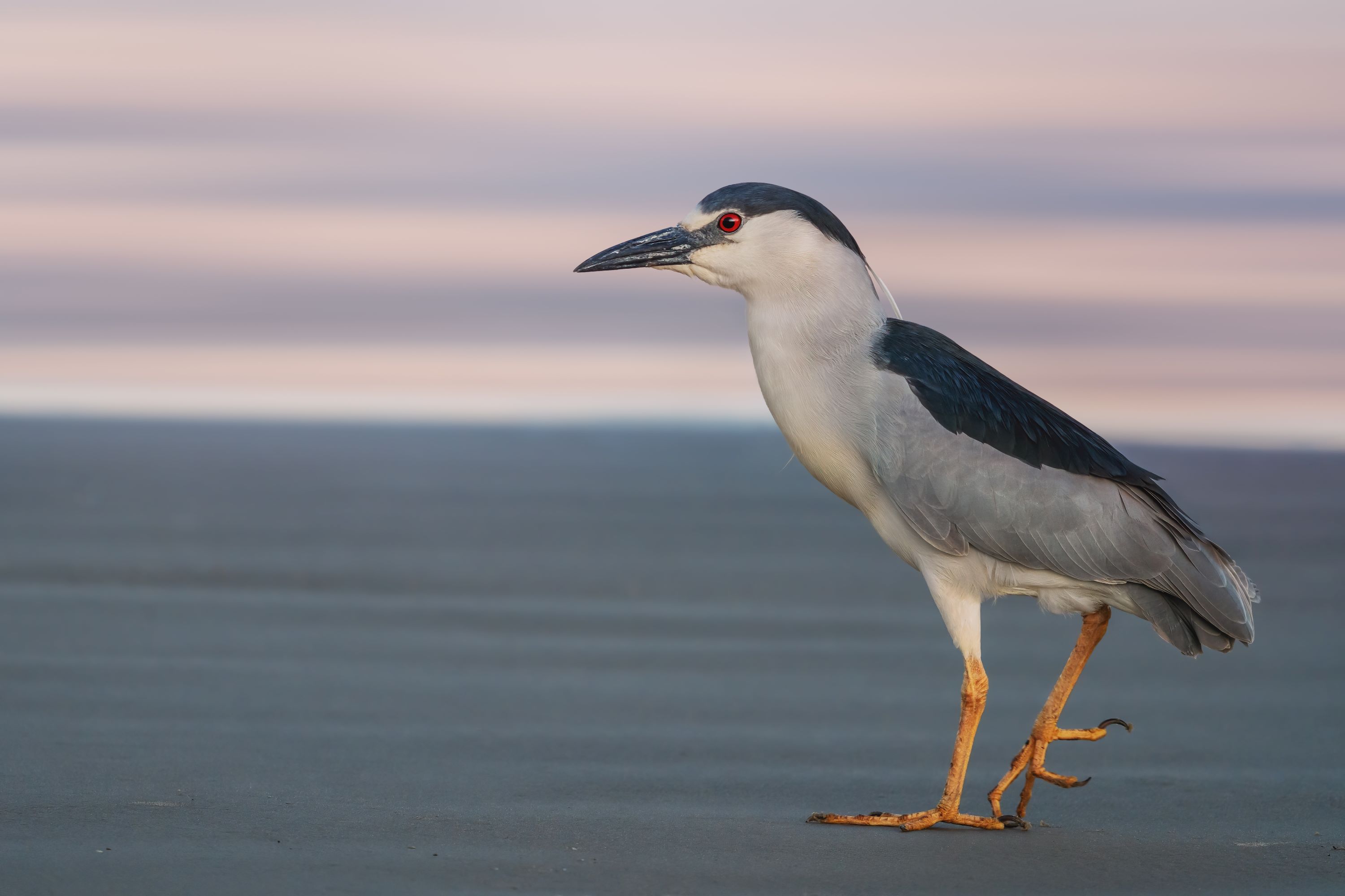 The Black-Crowned Night Heron