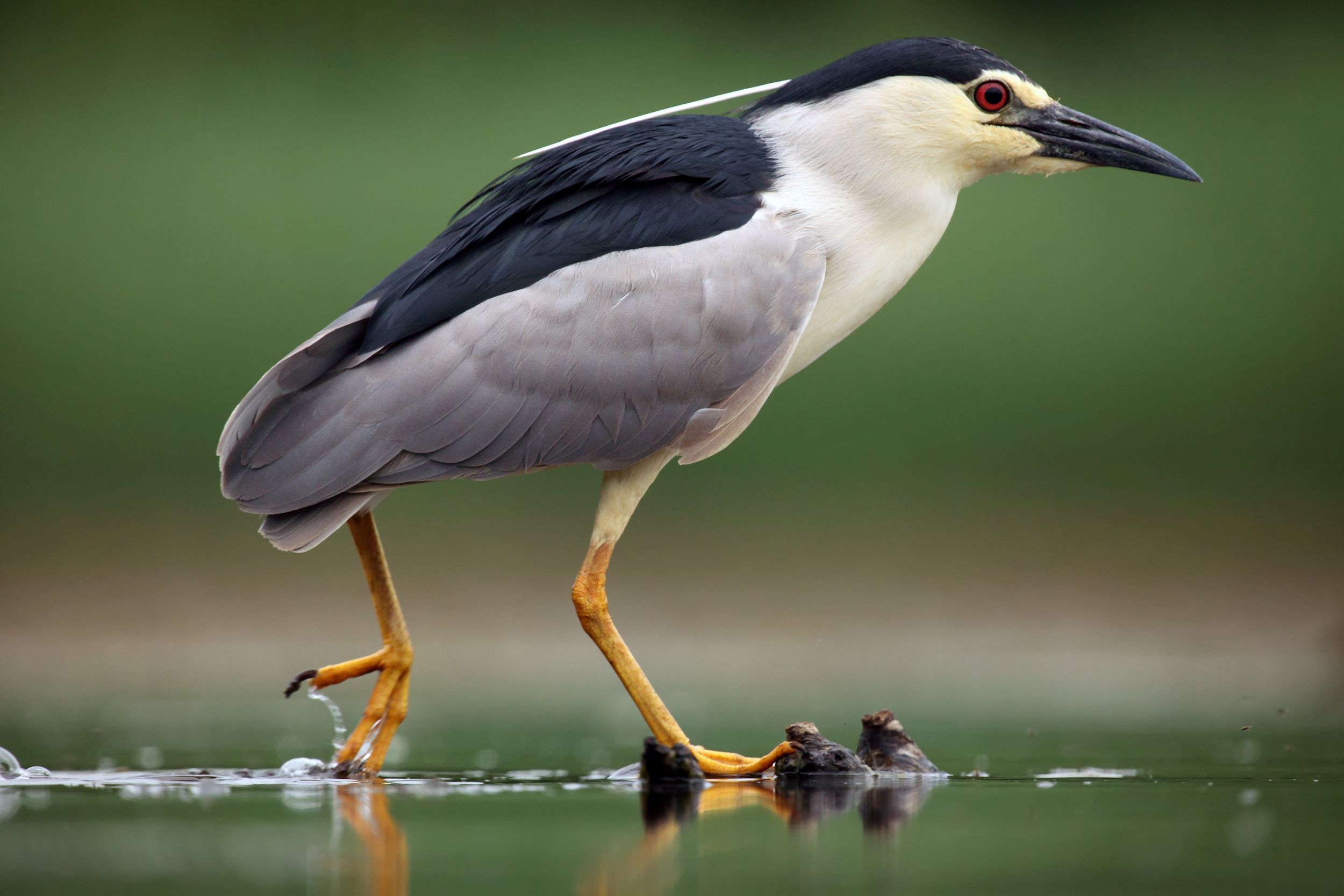 The Black-Crowned Night Heron