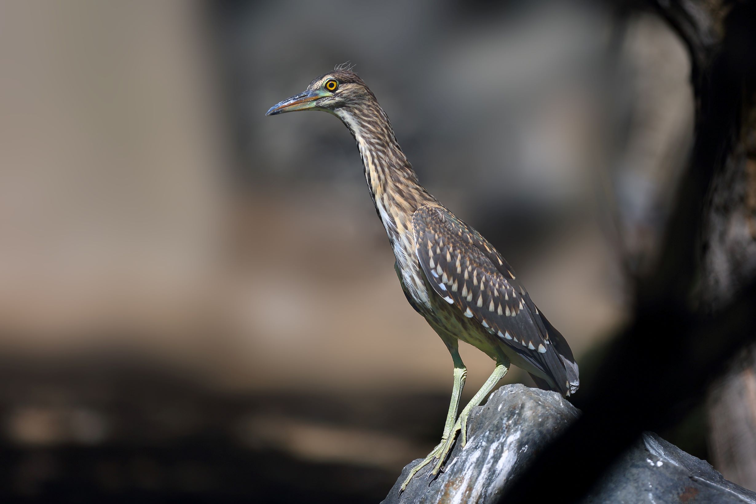 The Black-Crowned Night Heron