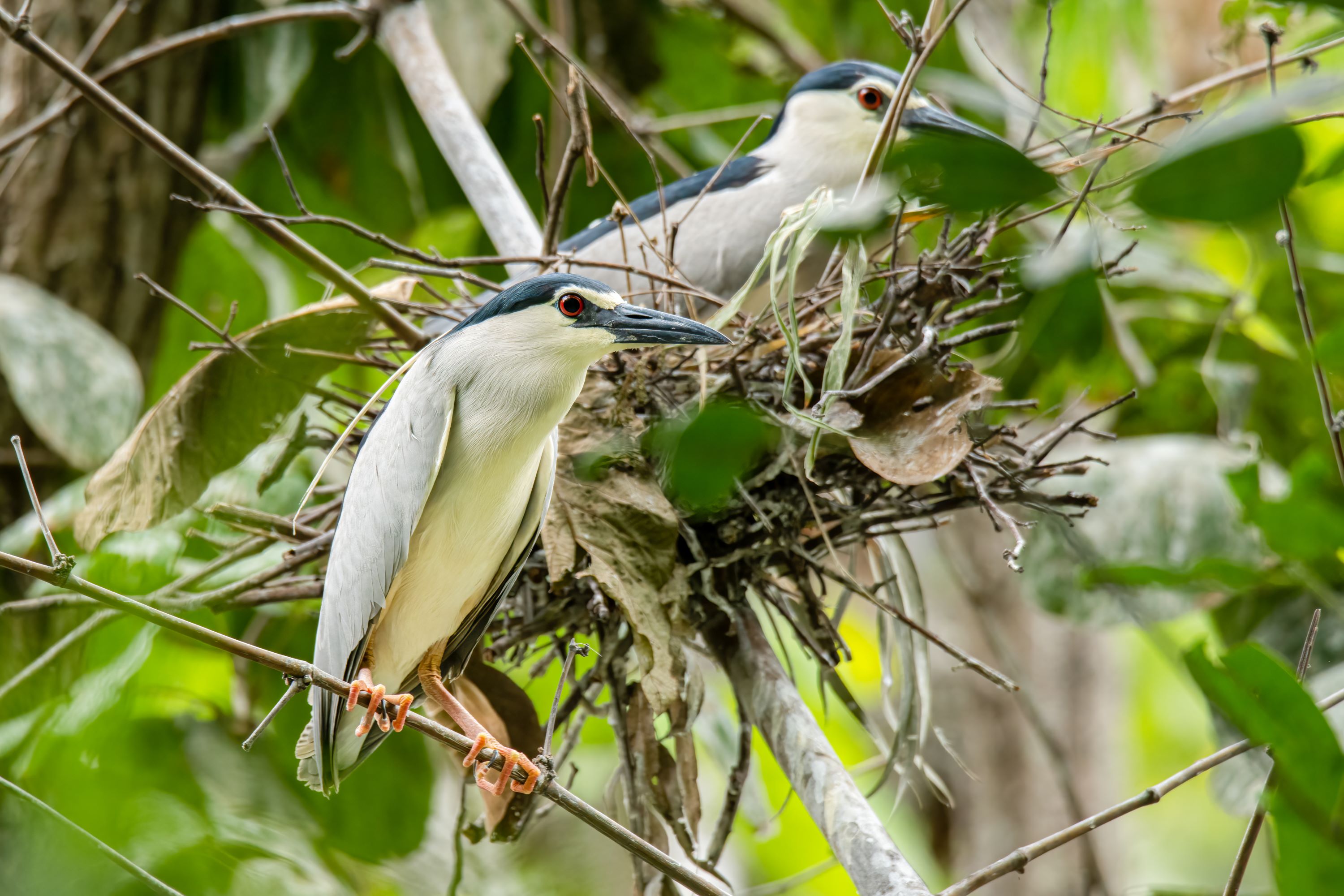 The Black-Crowned Night Heron