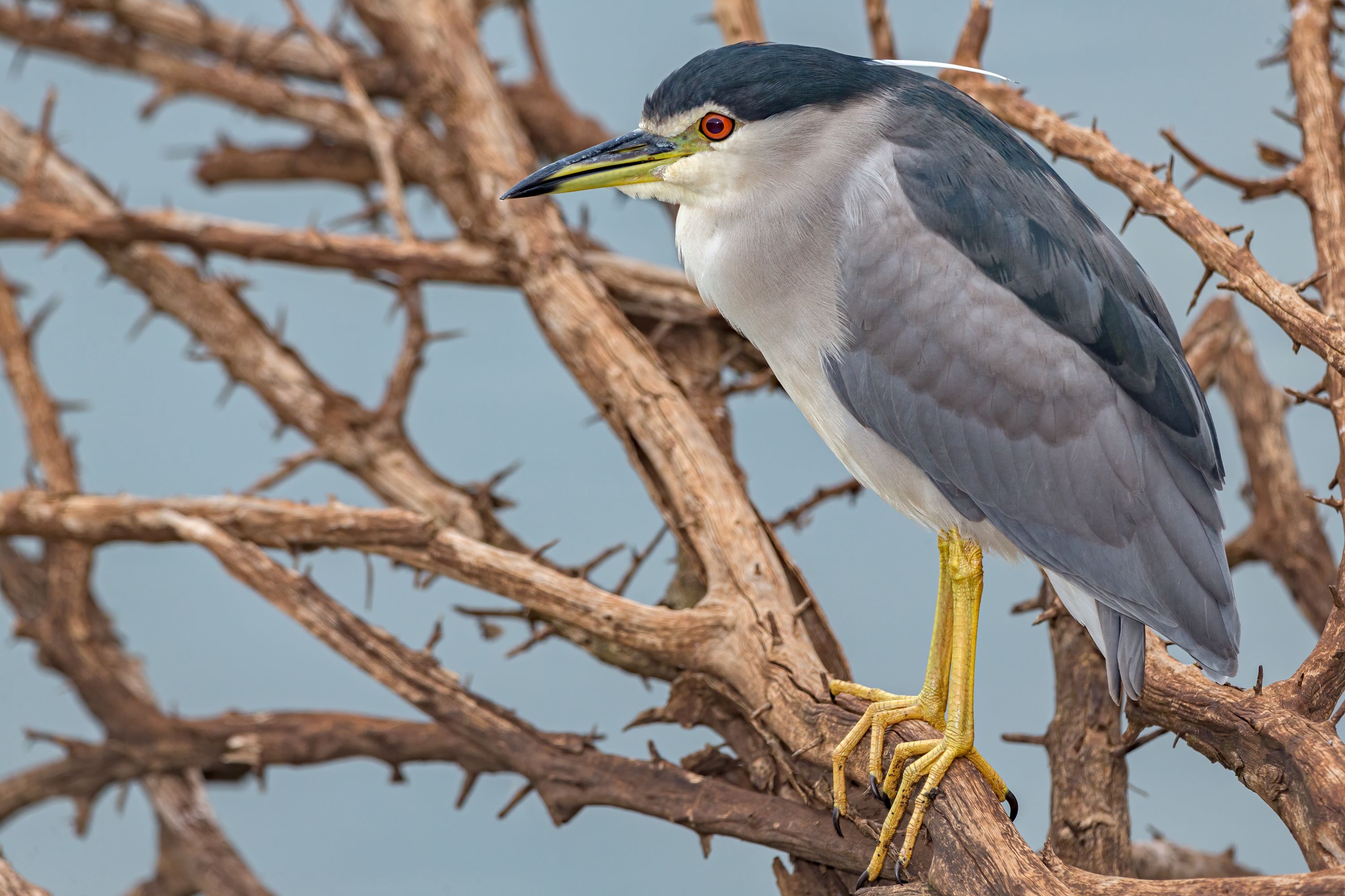 The Black-Crowned Night Heron