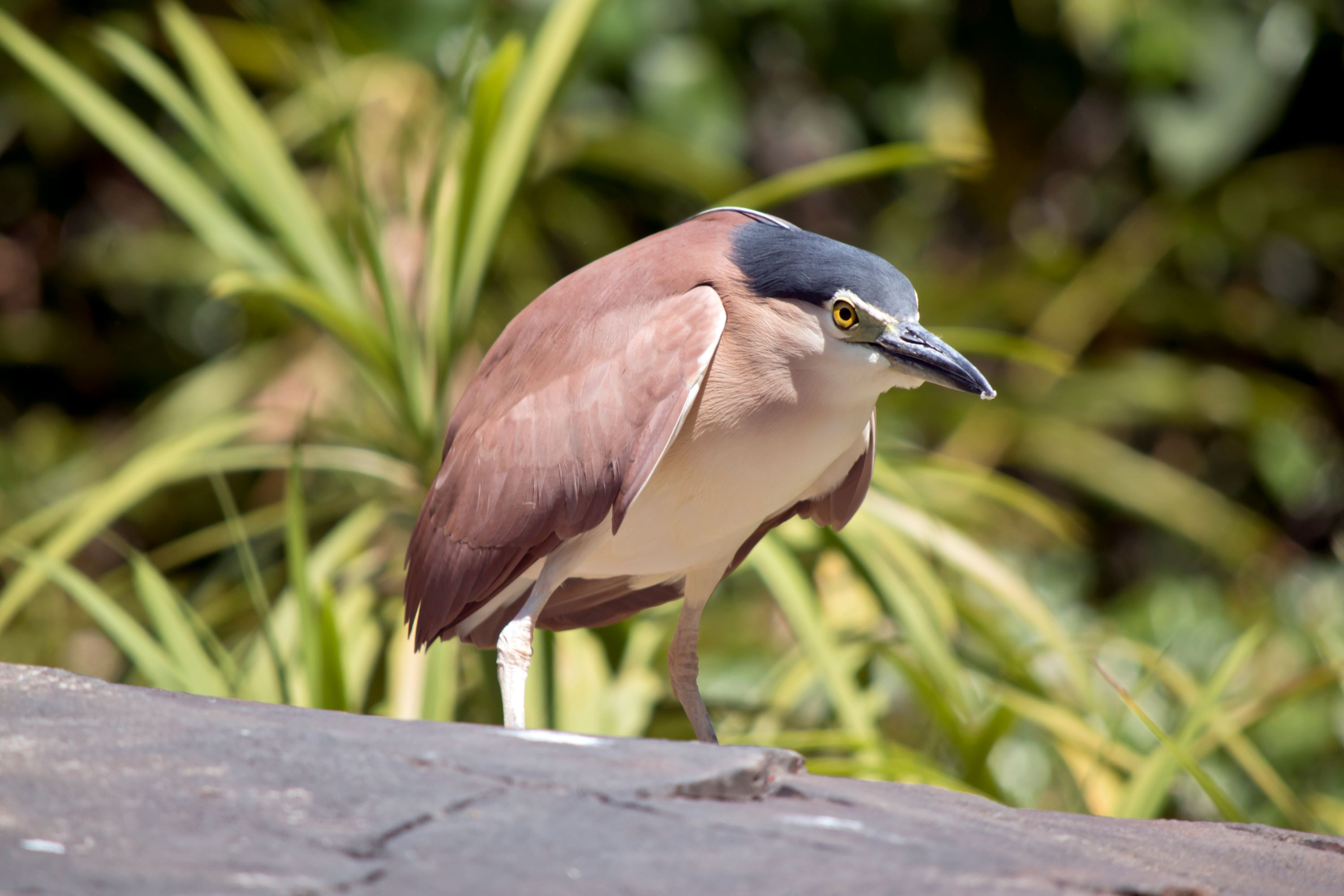 The Nankeen Night Heron