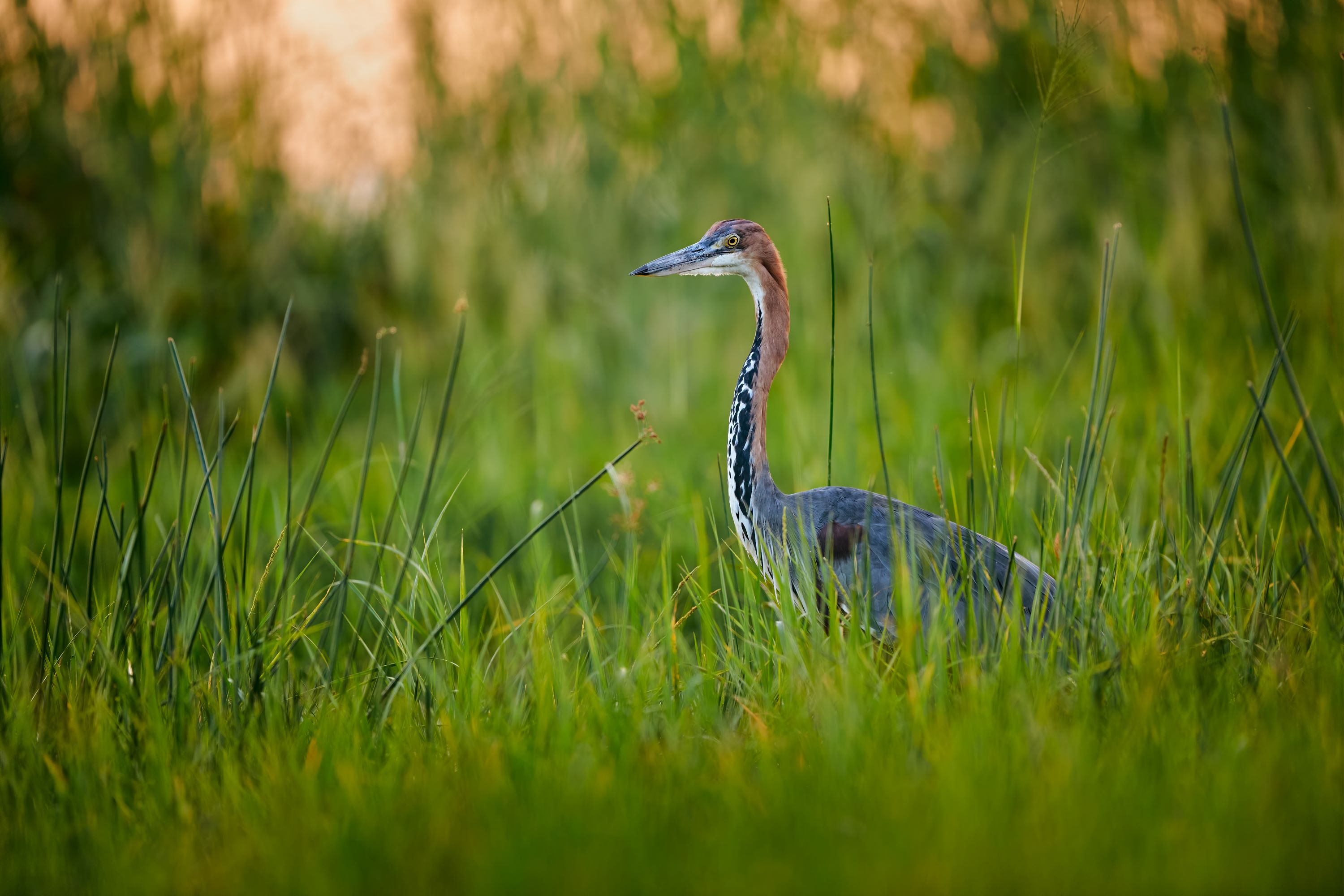 The Goliath Heron