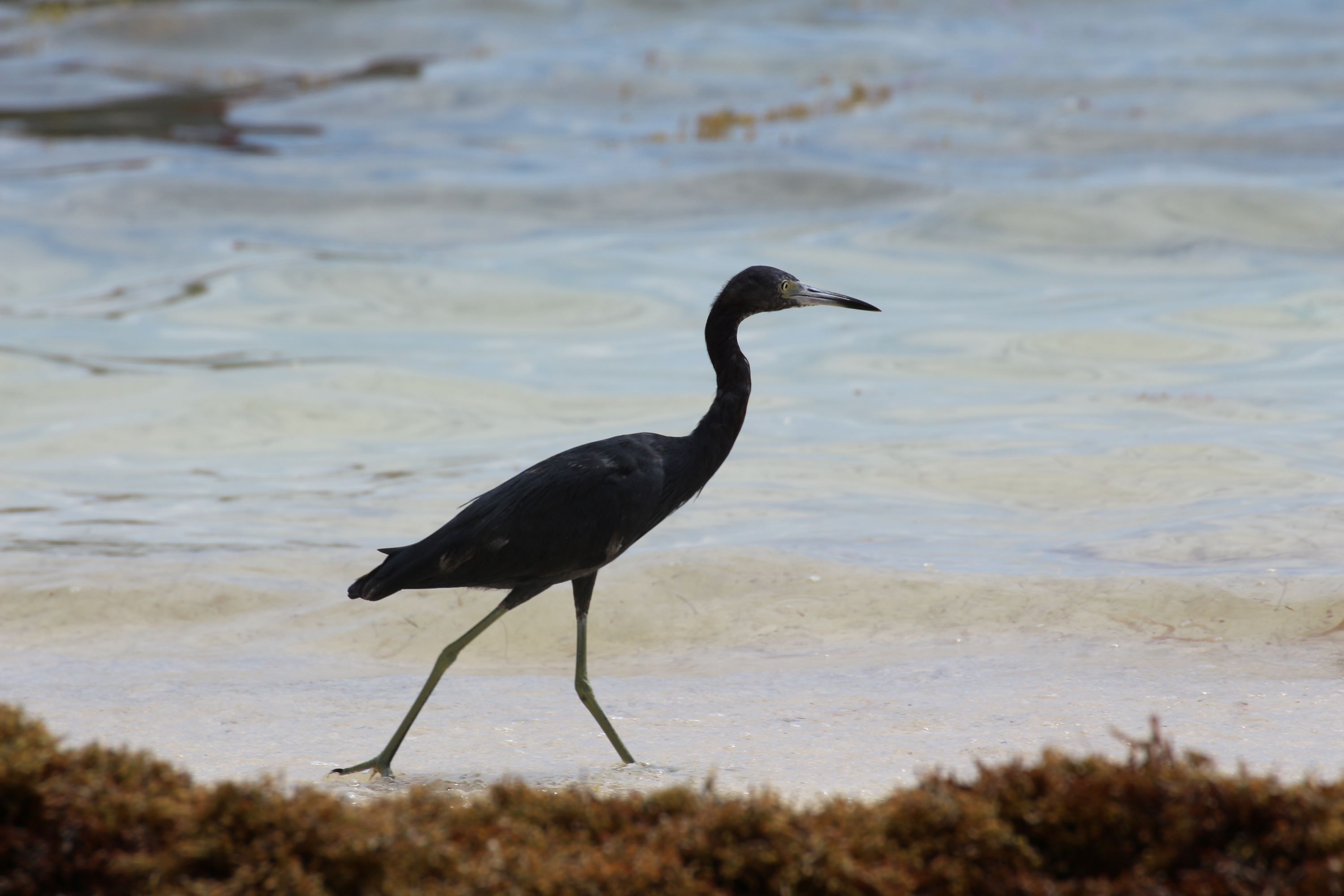 The Great-billed Heron