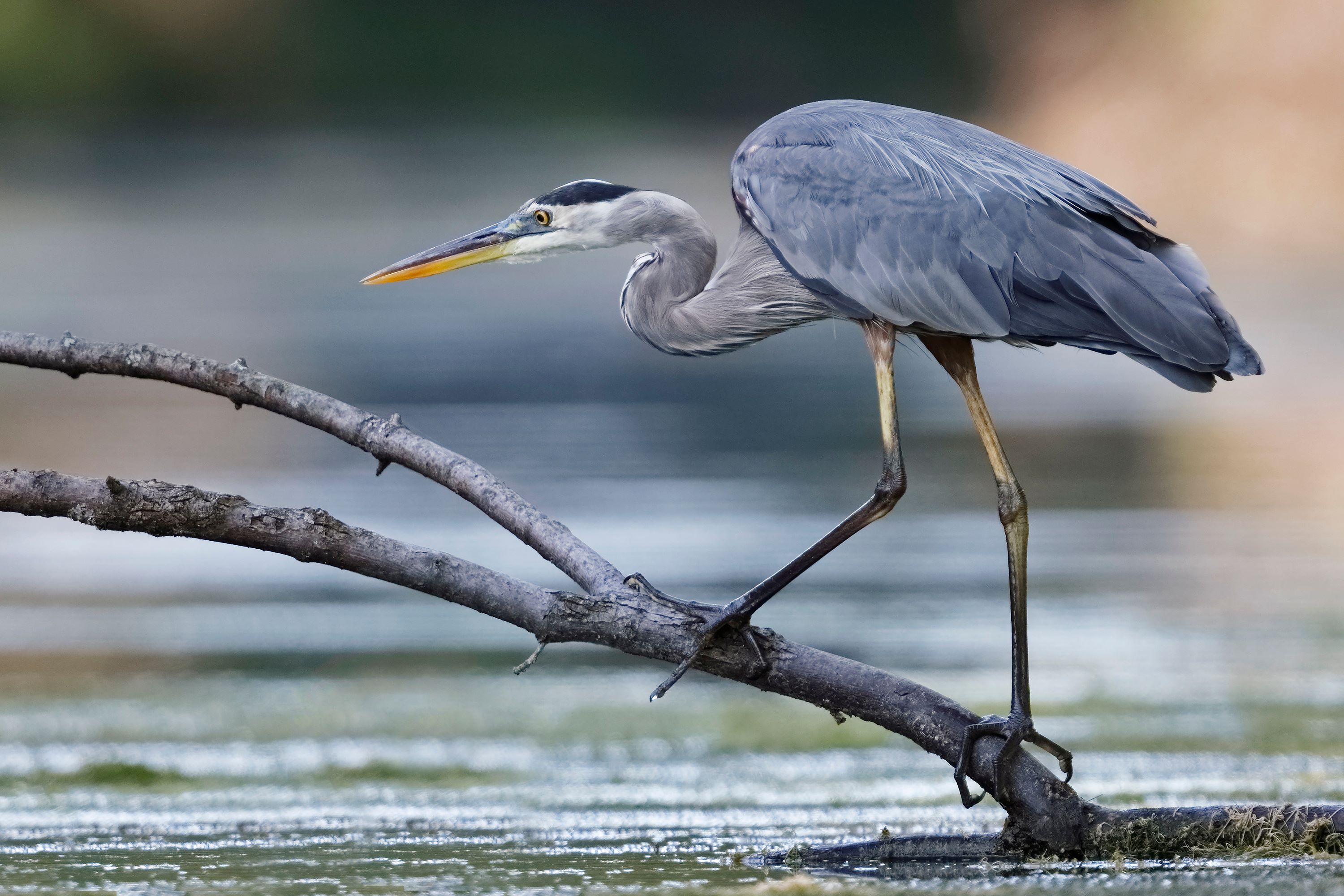 The Great Blue Heron