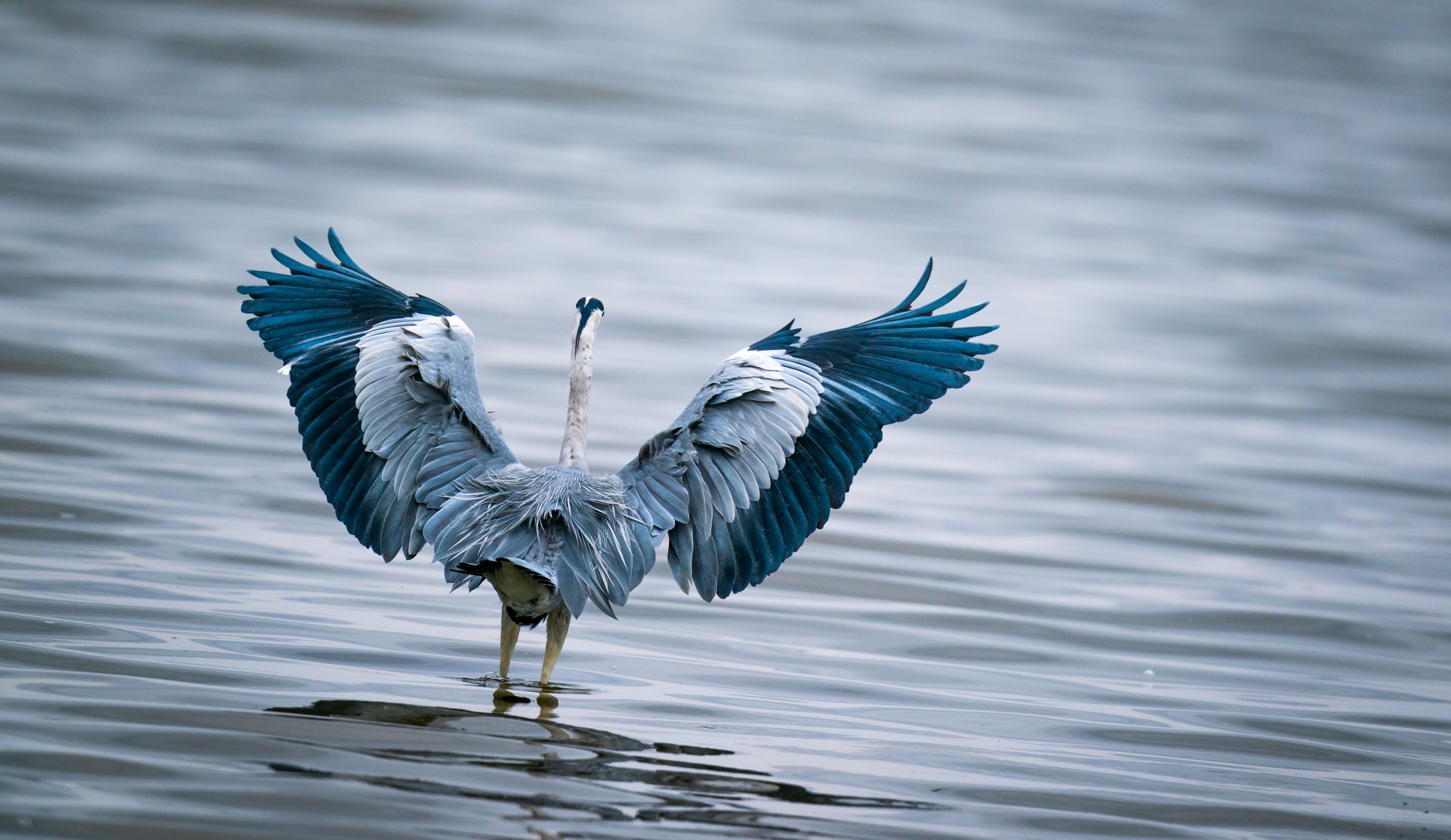 The Great Blue Heron