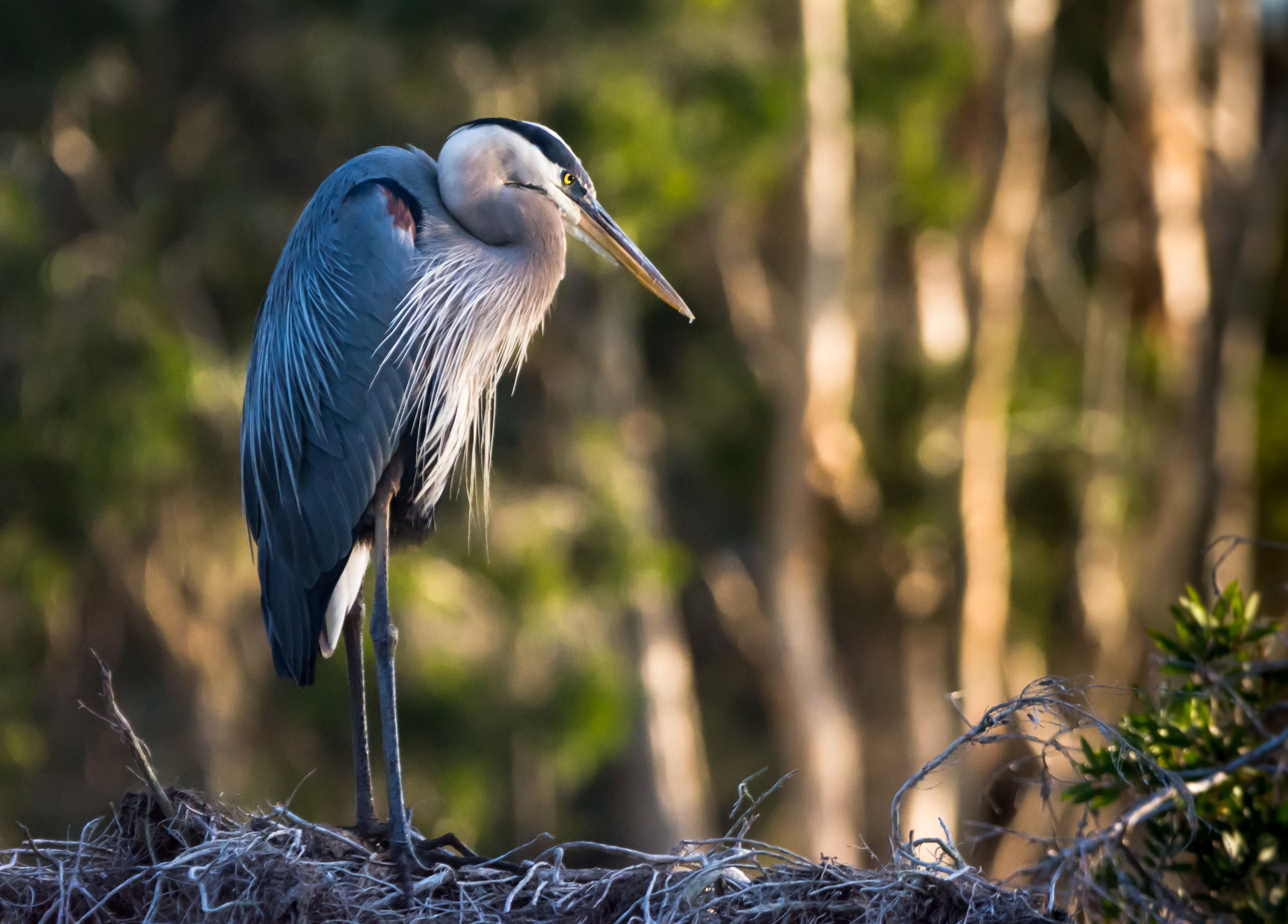 The Great Blue Heron