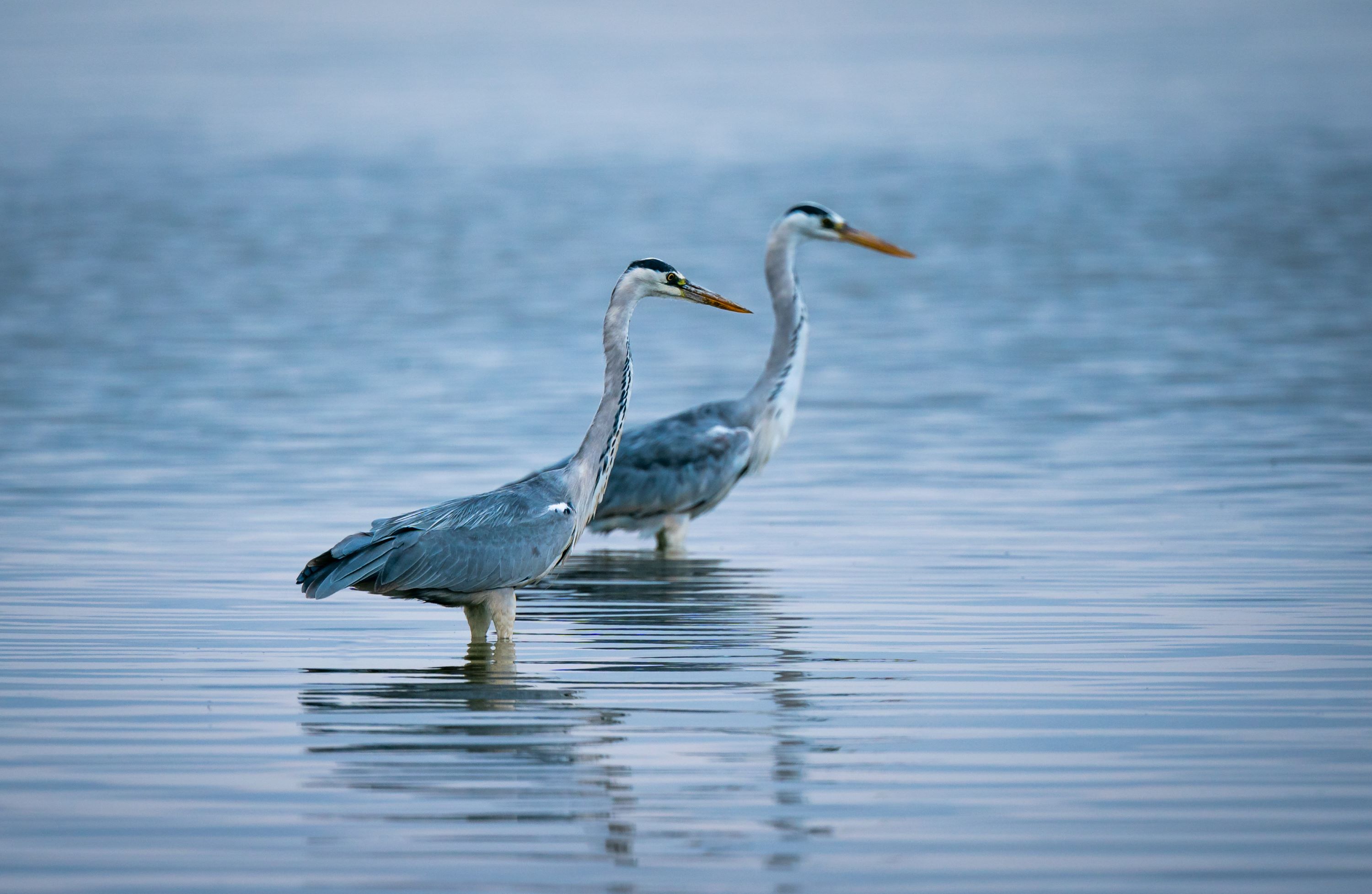 Two Great Blue Herons, in the Great Salt Lake.