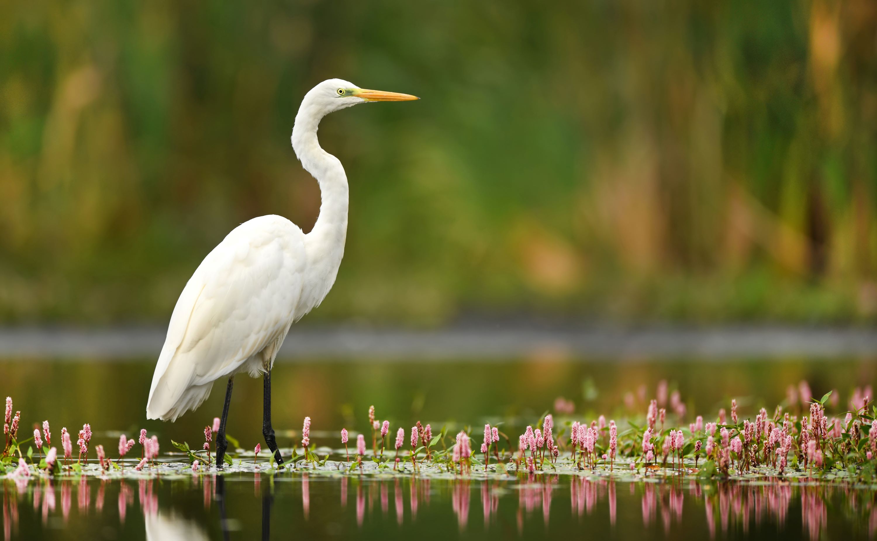 The Great Egret