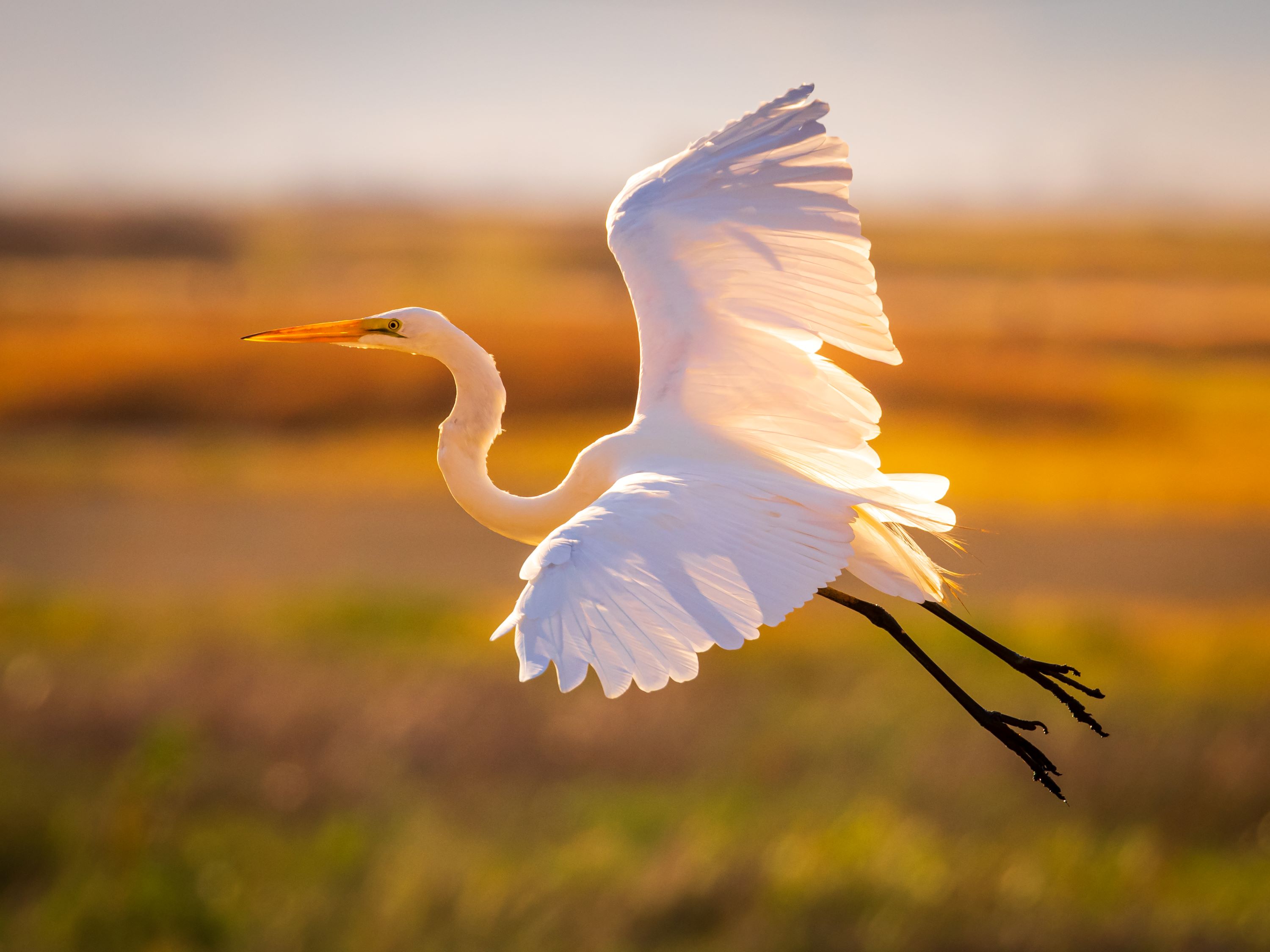 The Great Egret