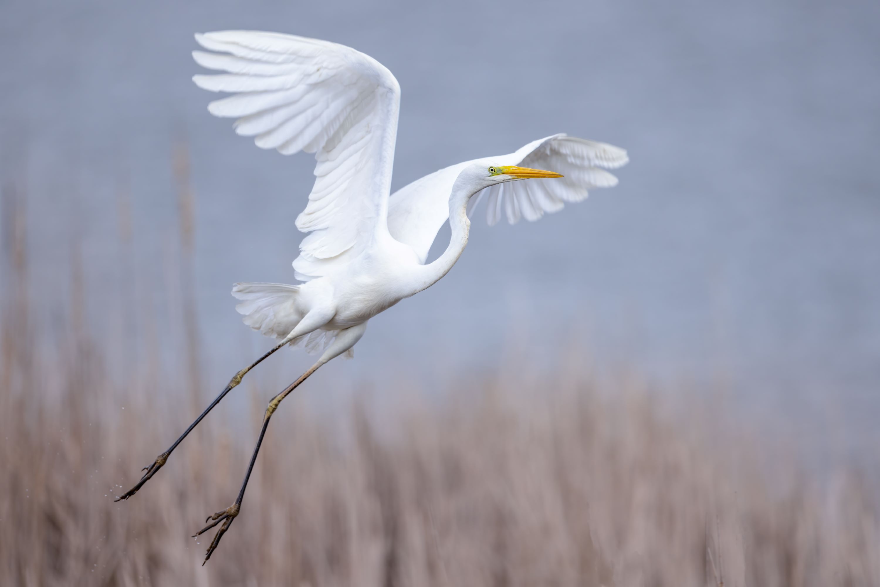 The Great Egret