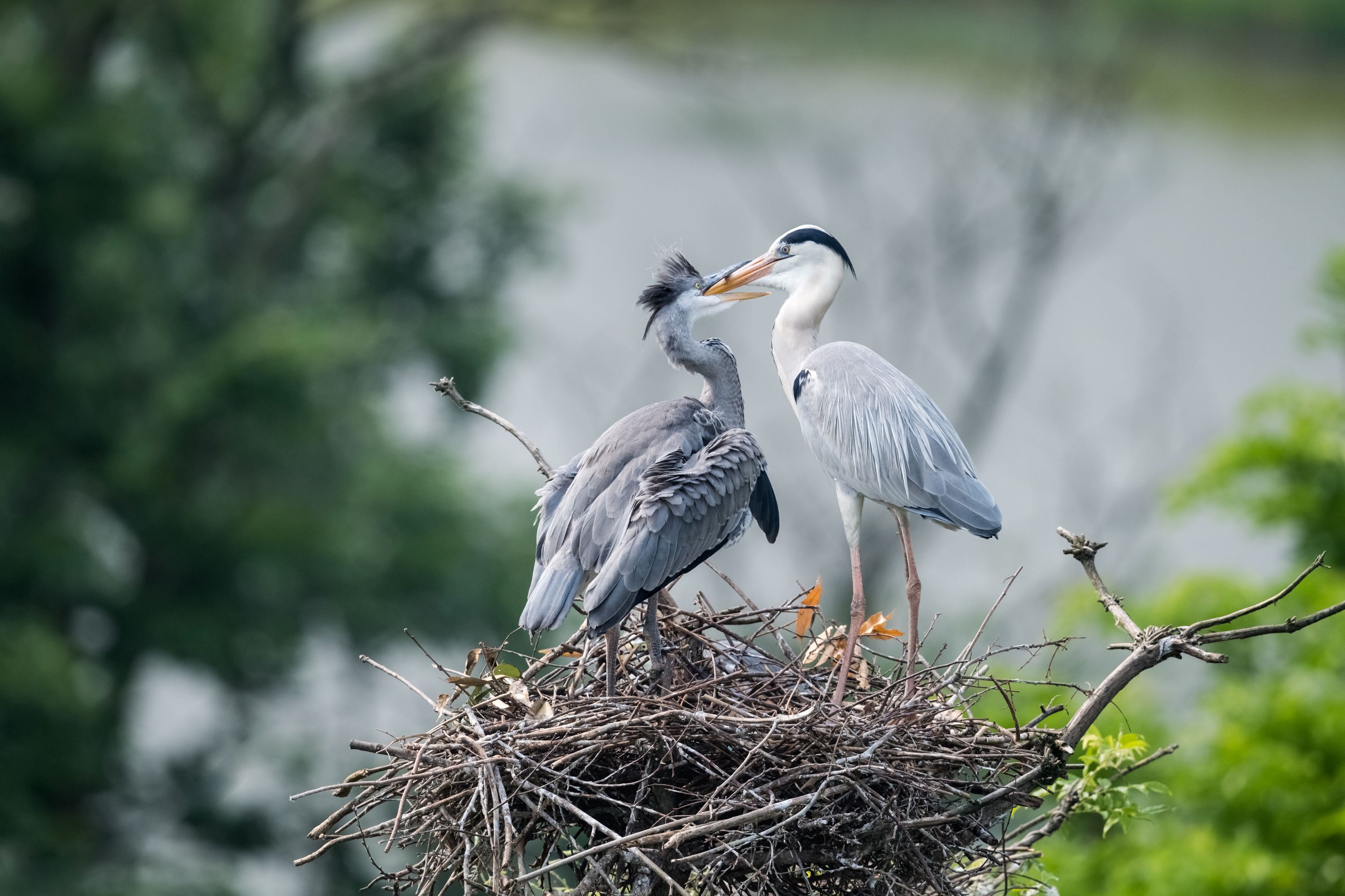 The Grey Heron