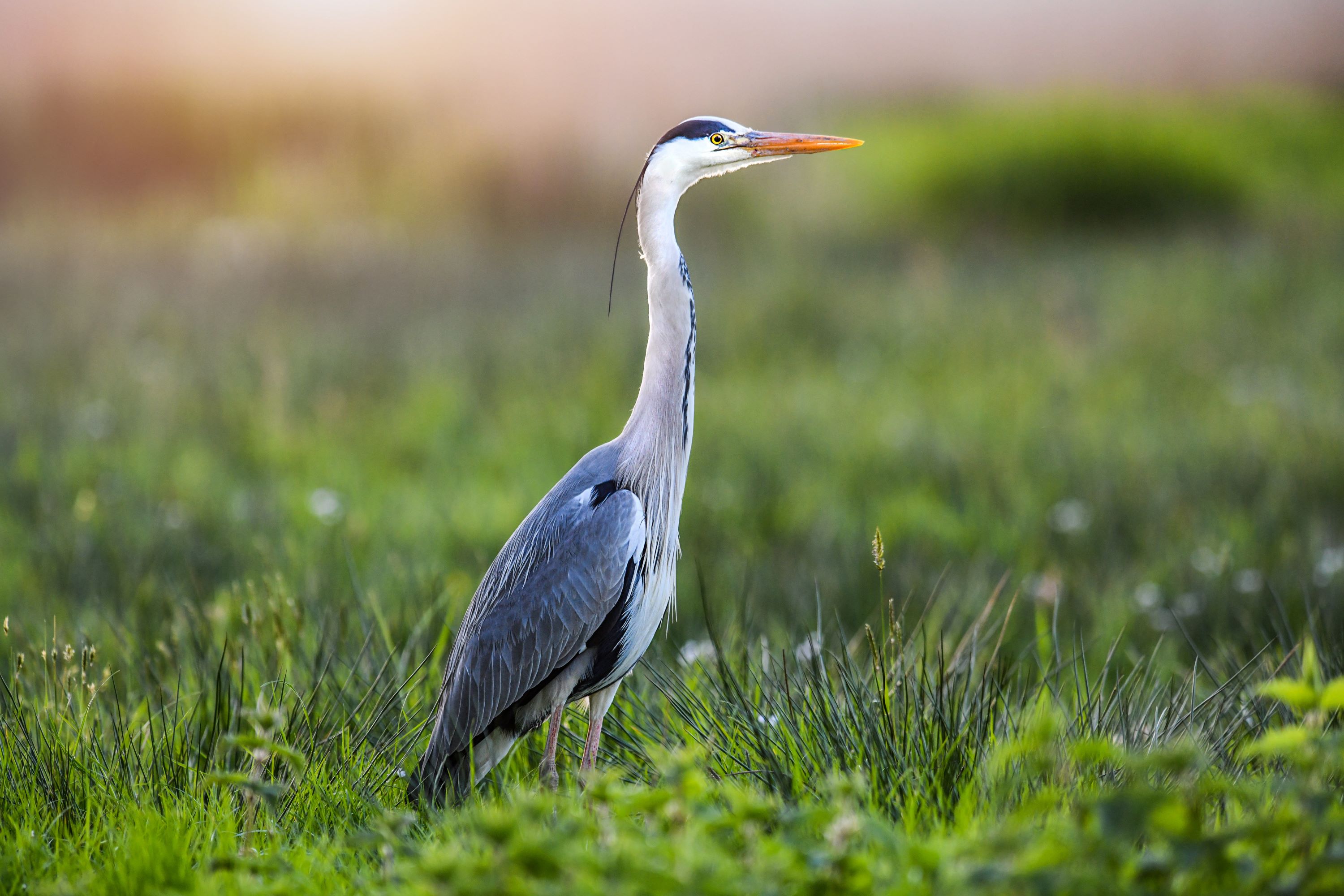 The Grey Heron