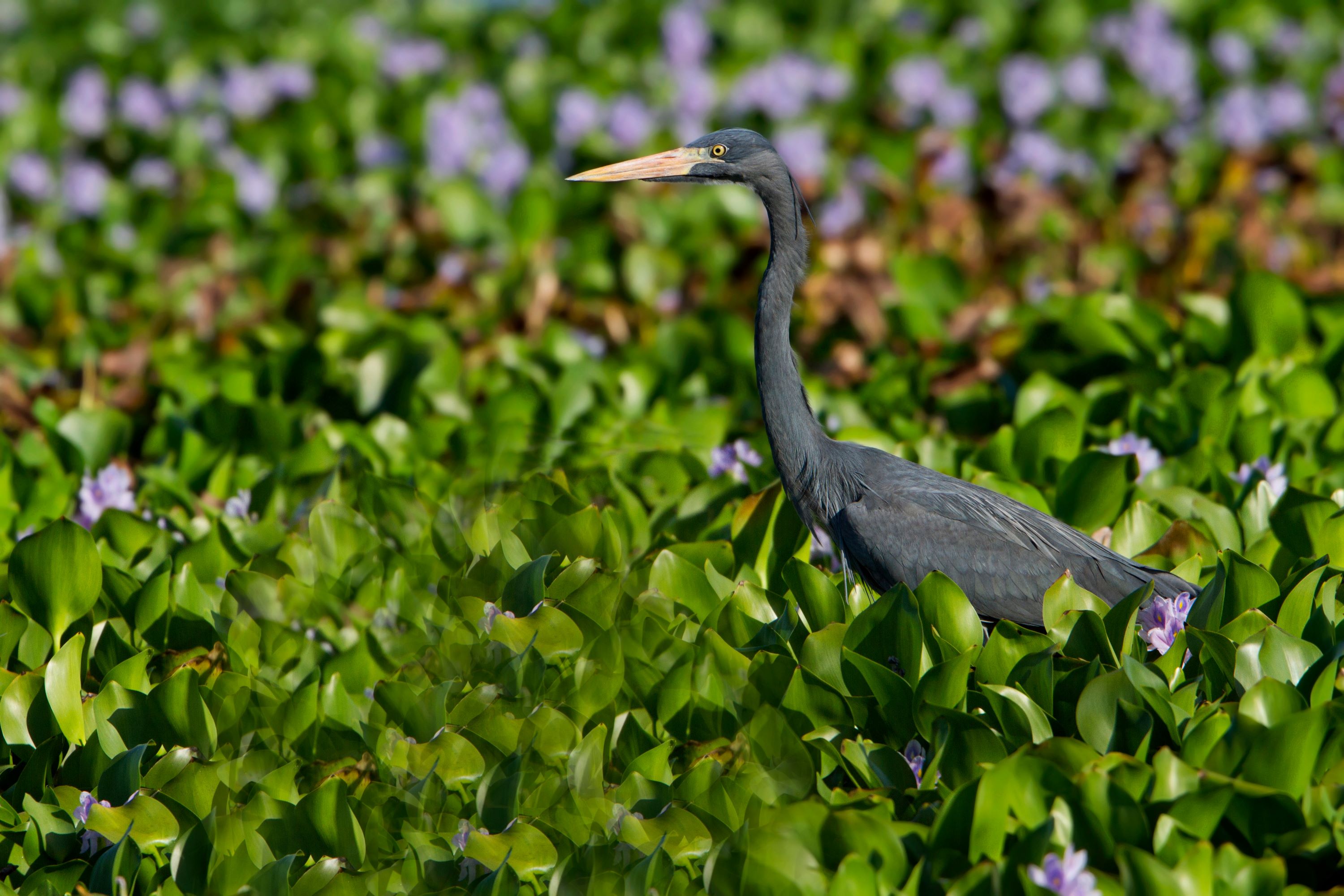 The Humblot's Heron