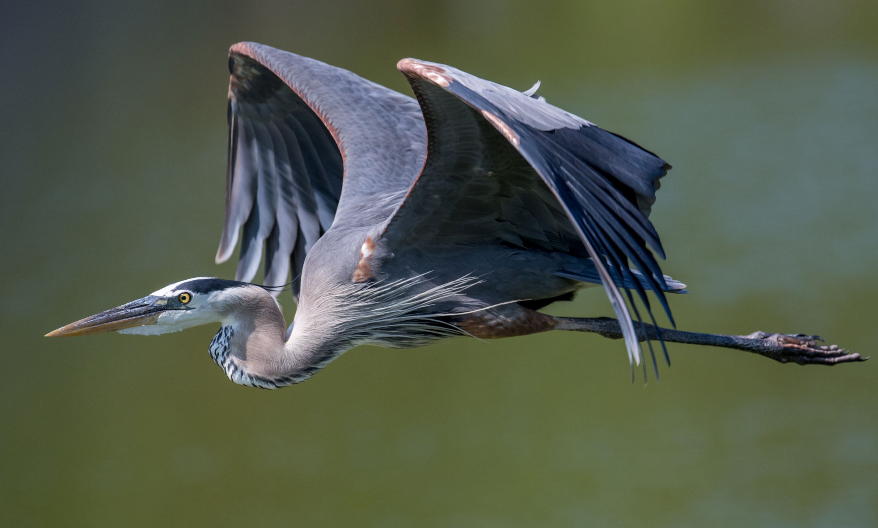 The Genus Ardea