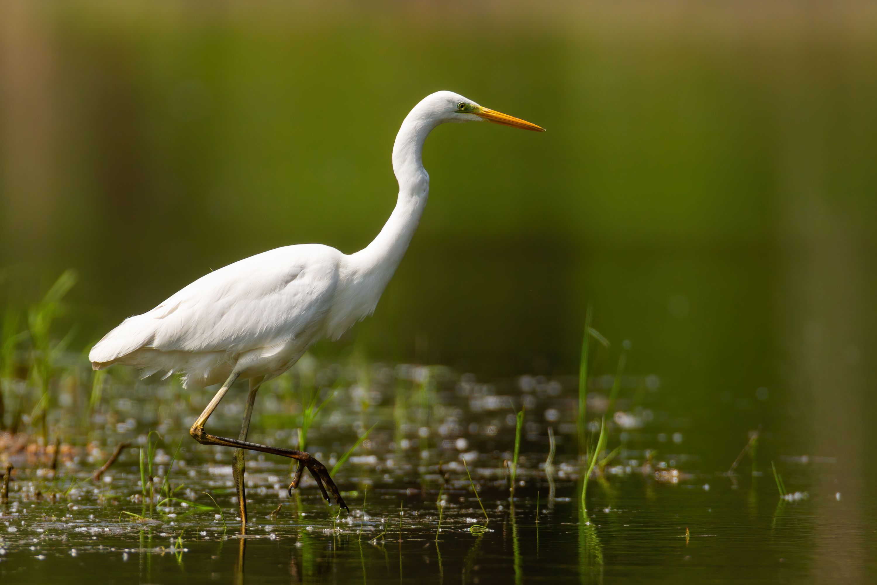 The Genus Ardea