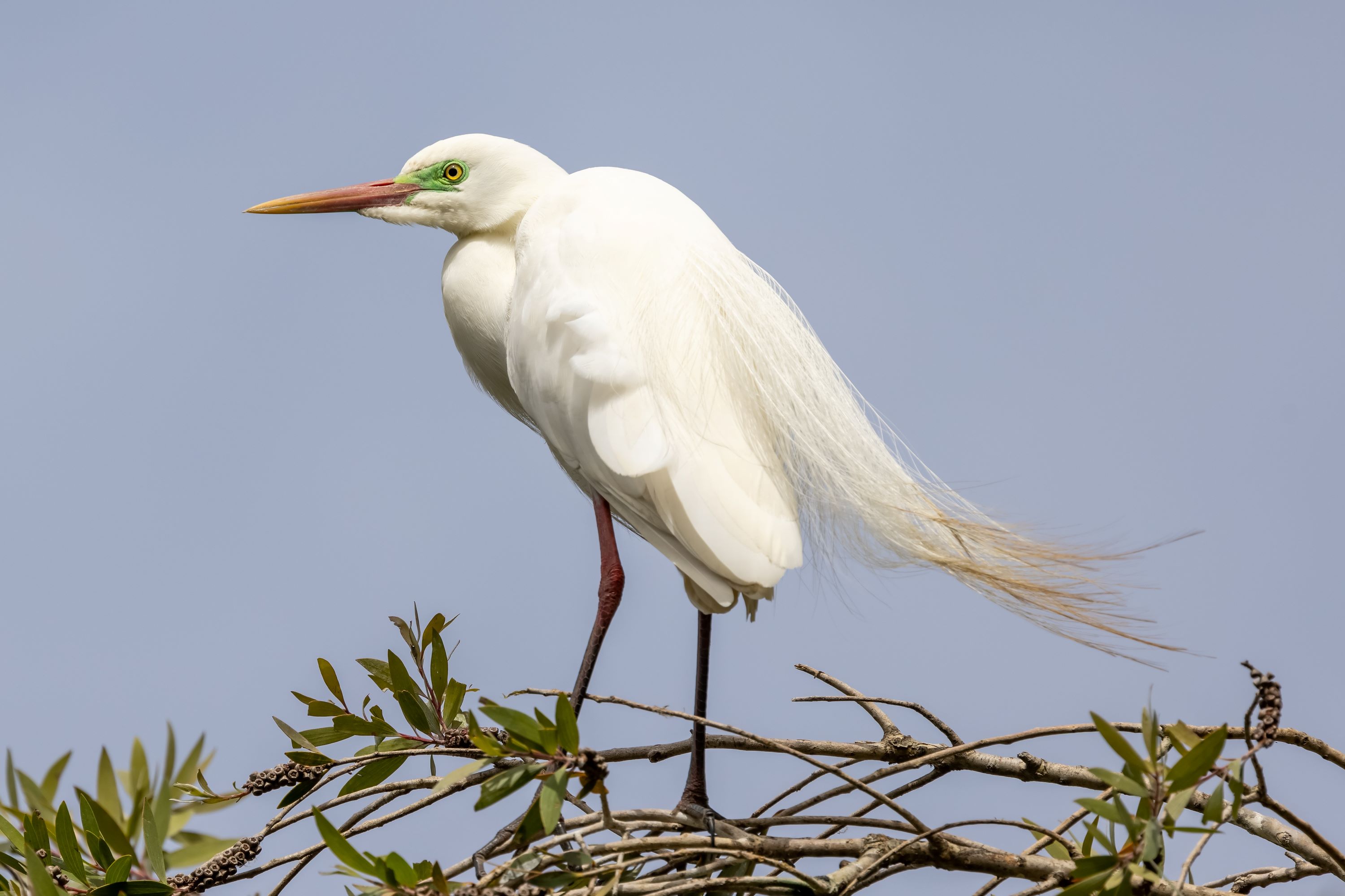 The Intermediate Egret