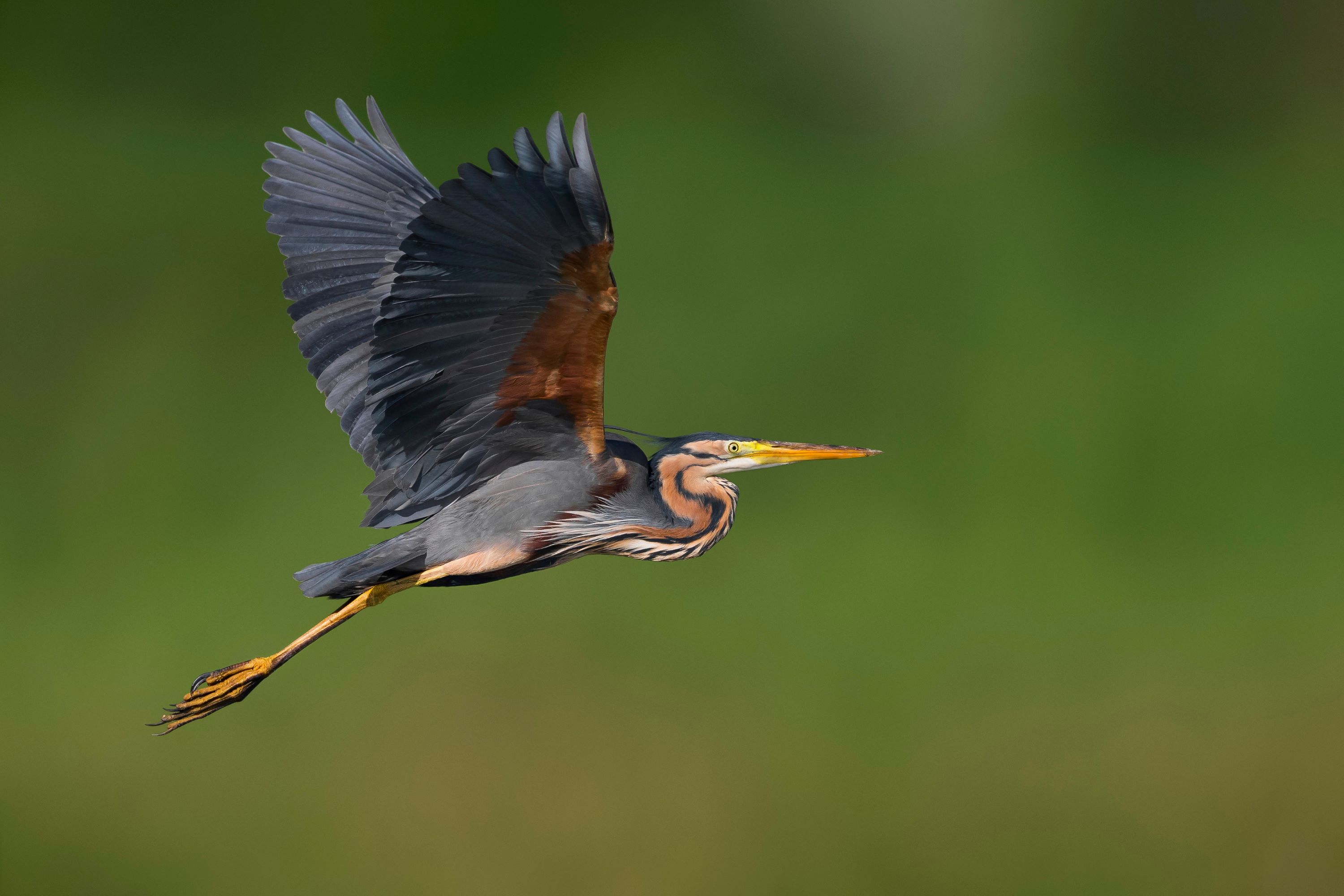 The Purple Heron