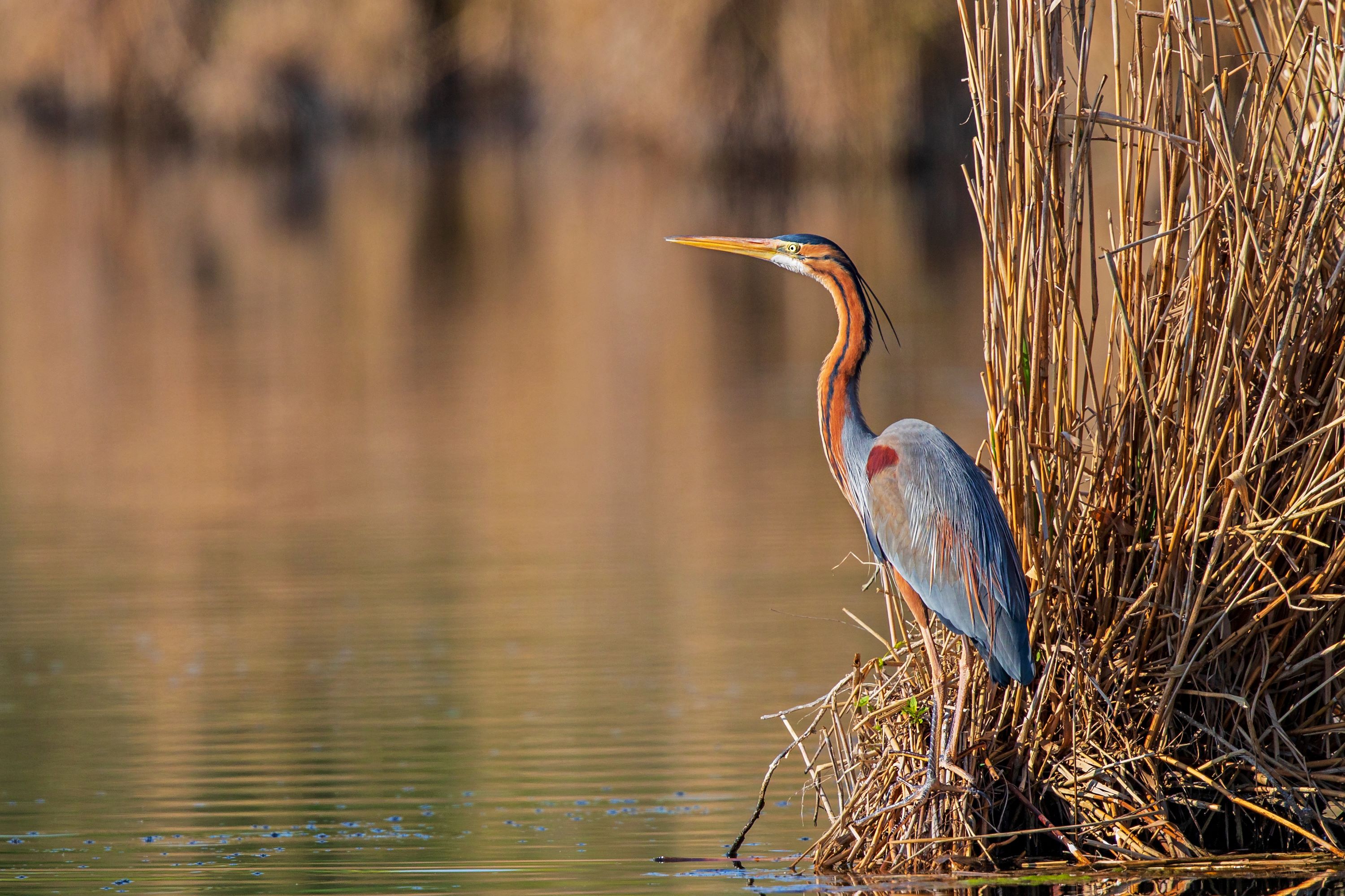 The Purple Heron