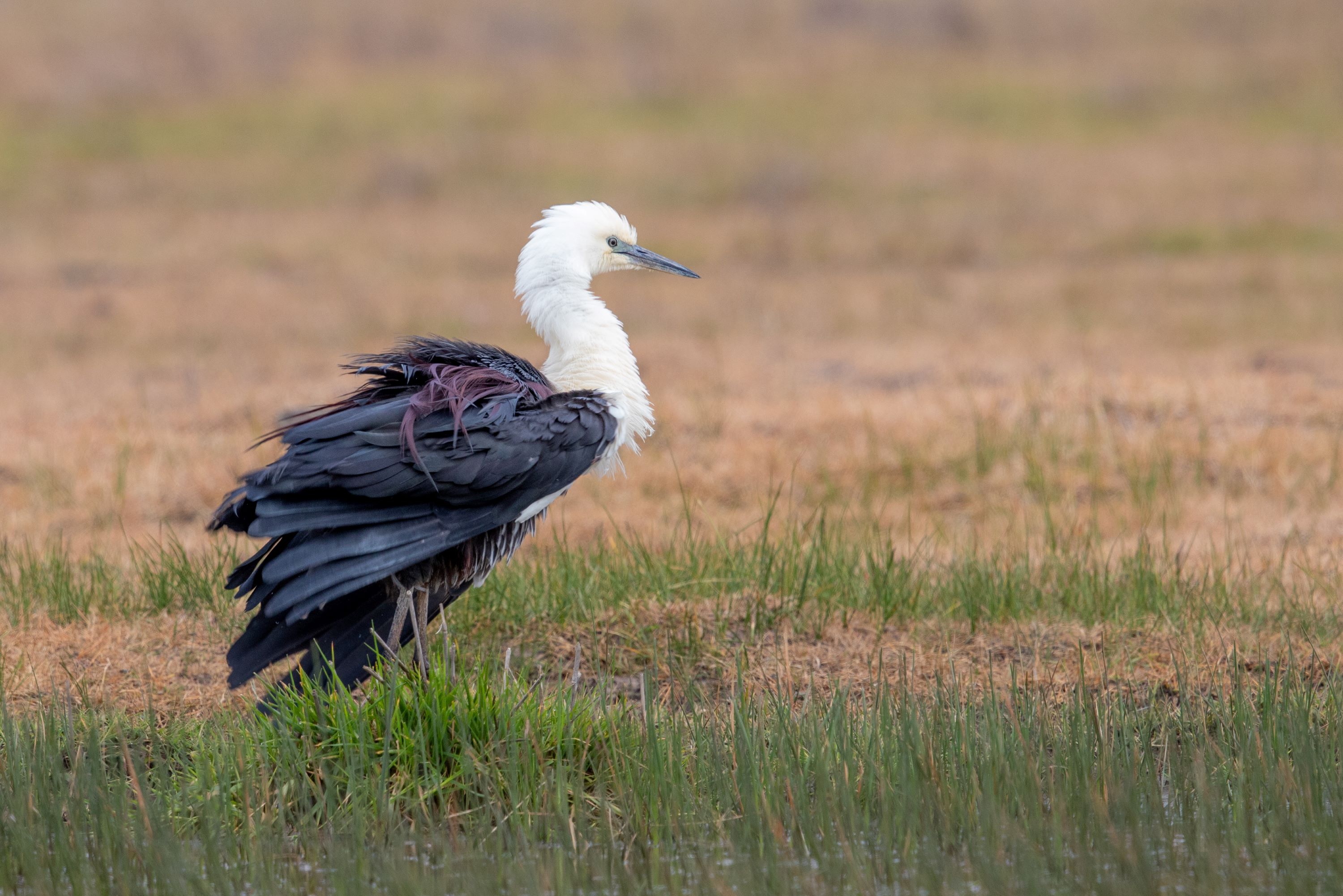 The White-necked Heron