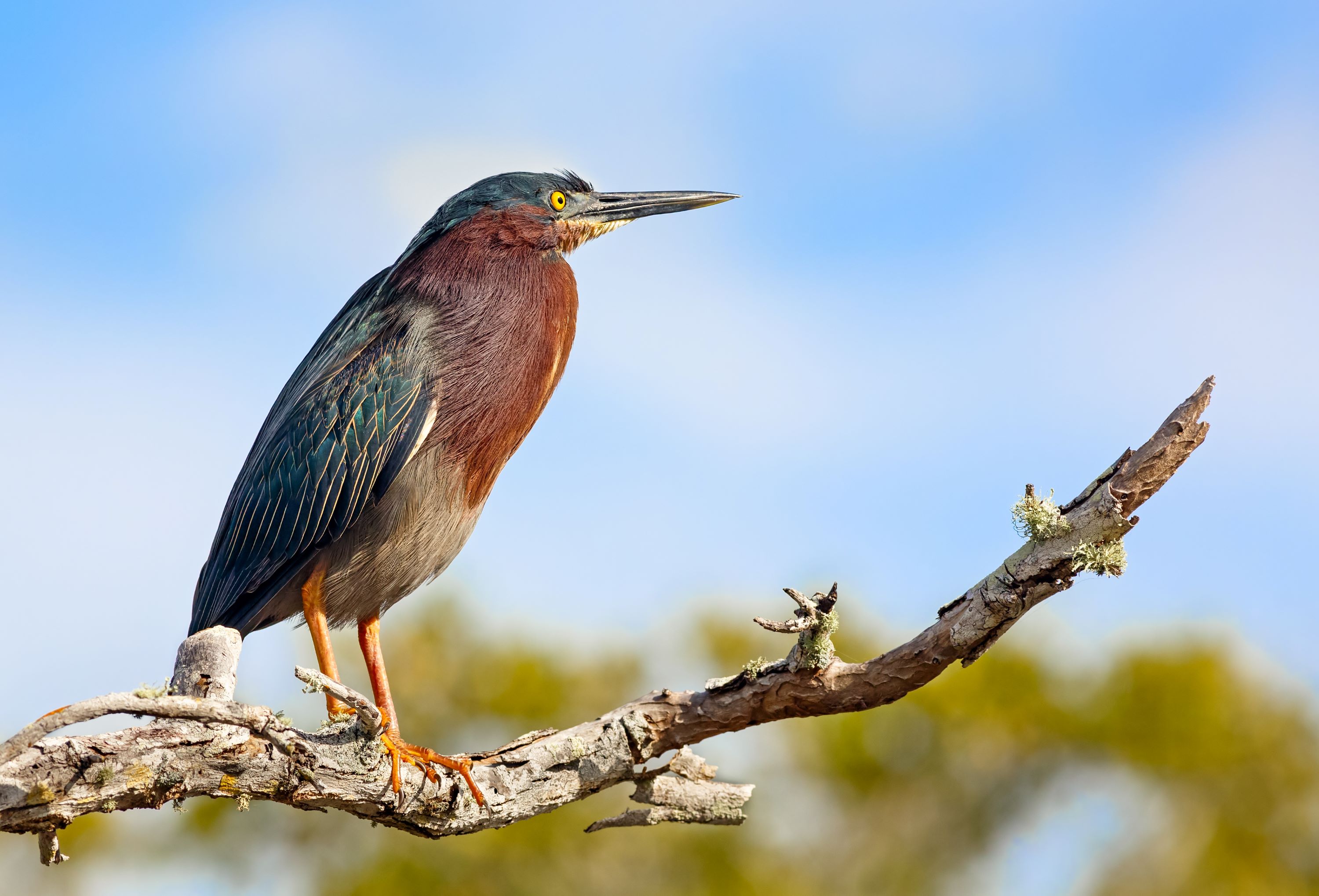 The Green Heron