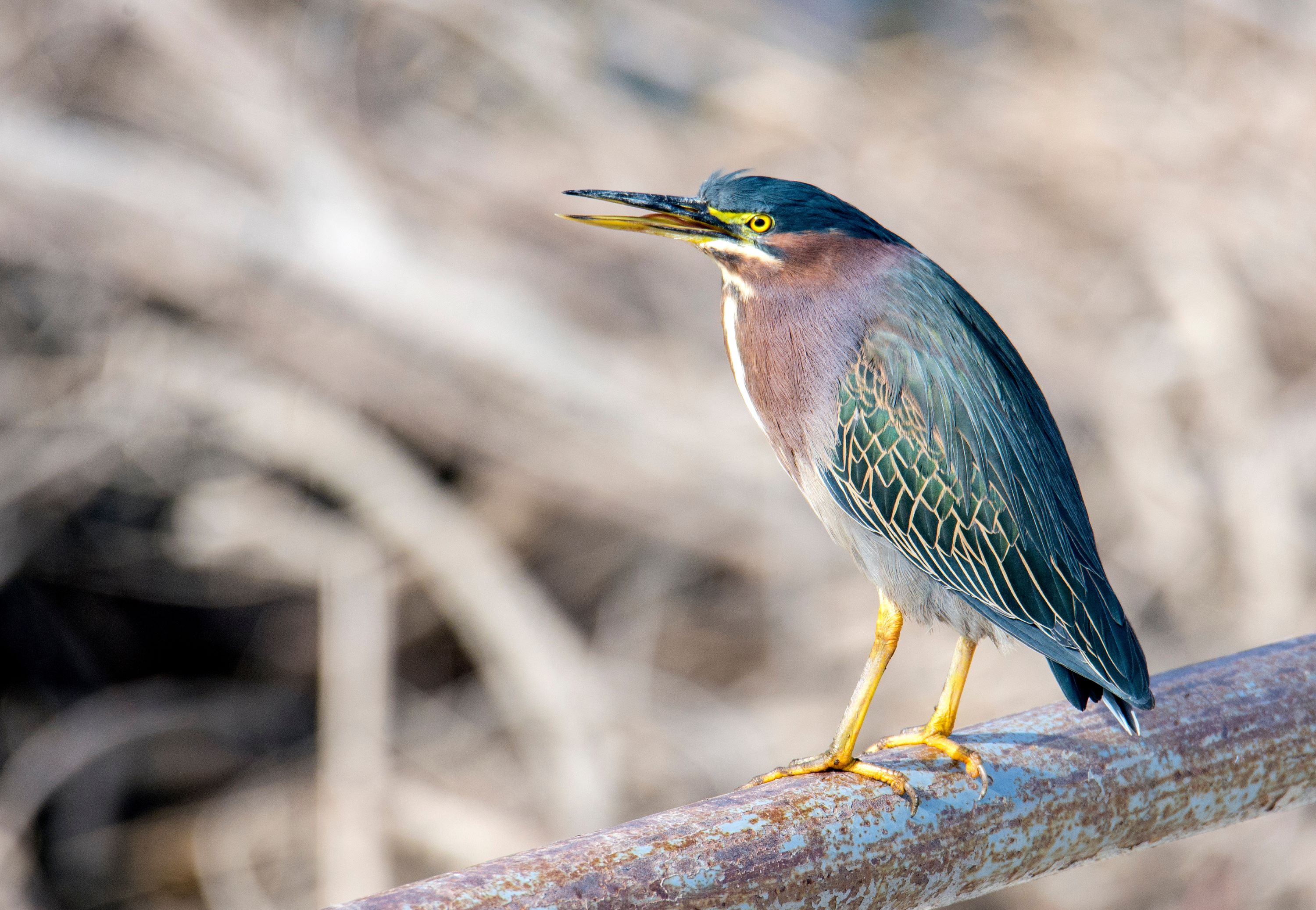 The Green Heron