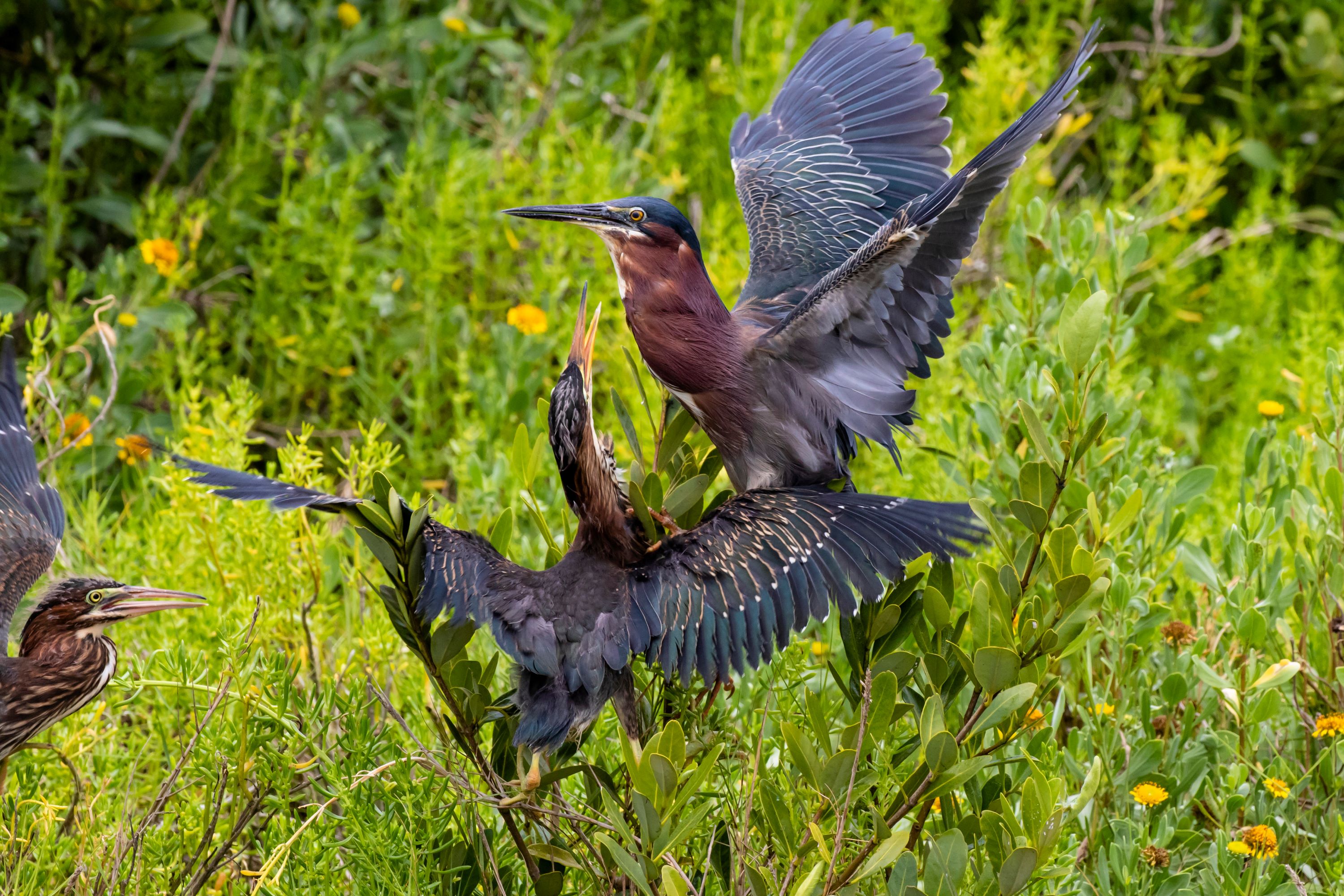 The Green Heron