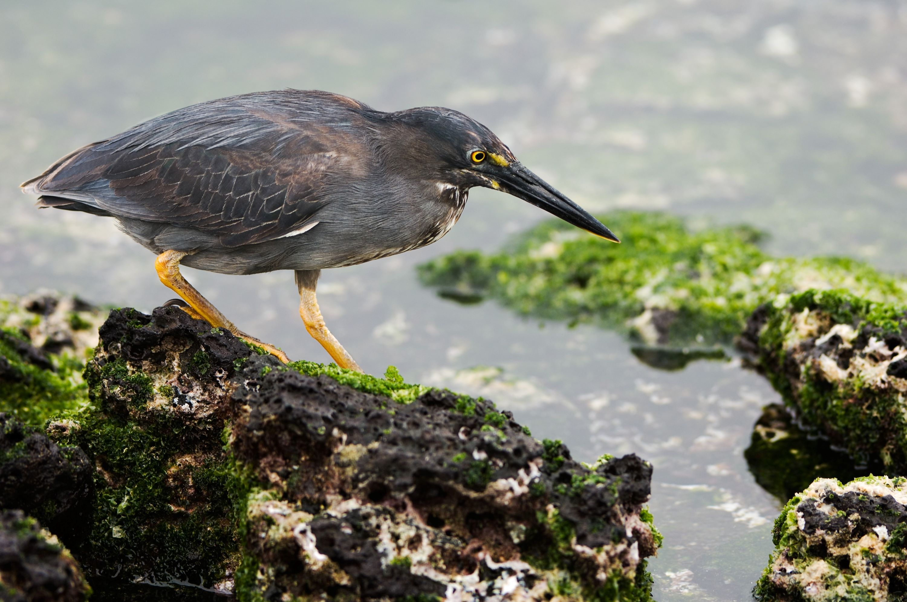 The Lava Heron