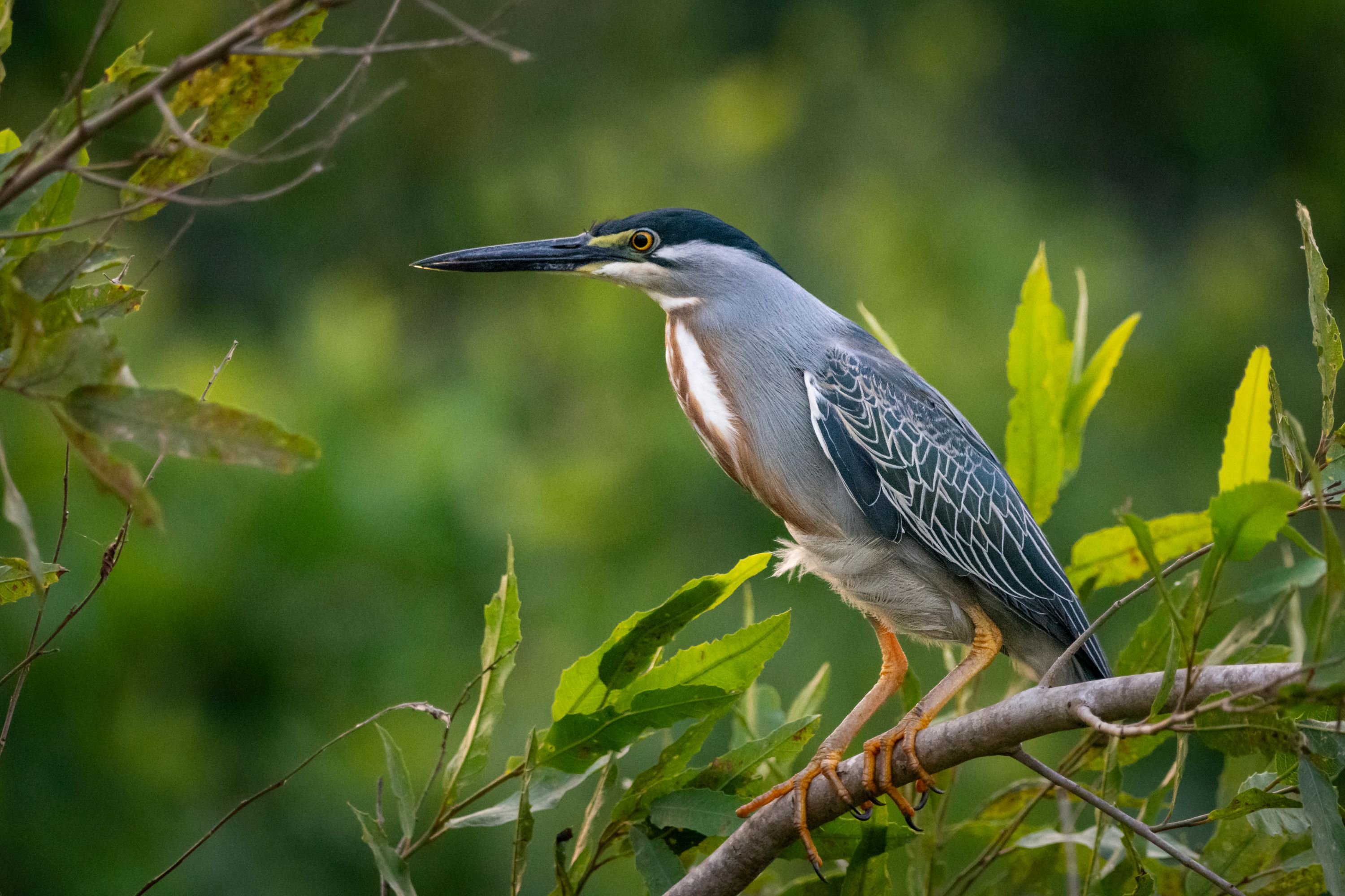 The Striated Heron