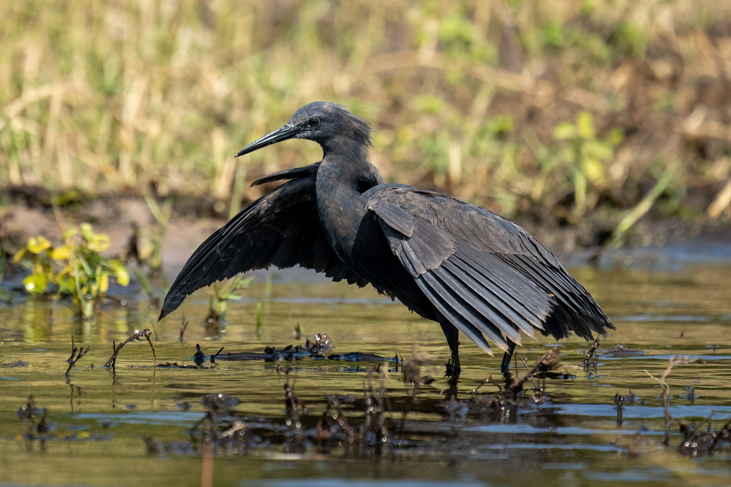 The Black Heron