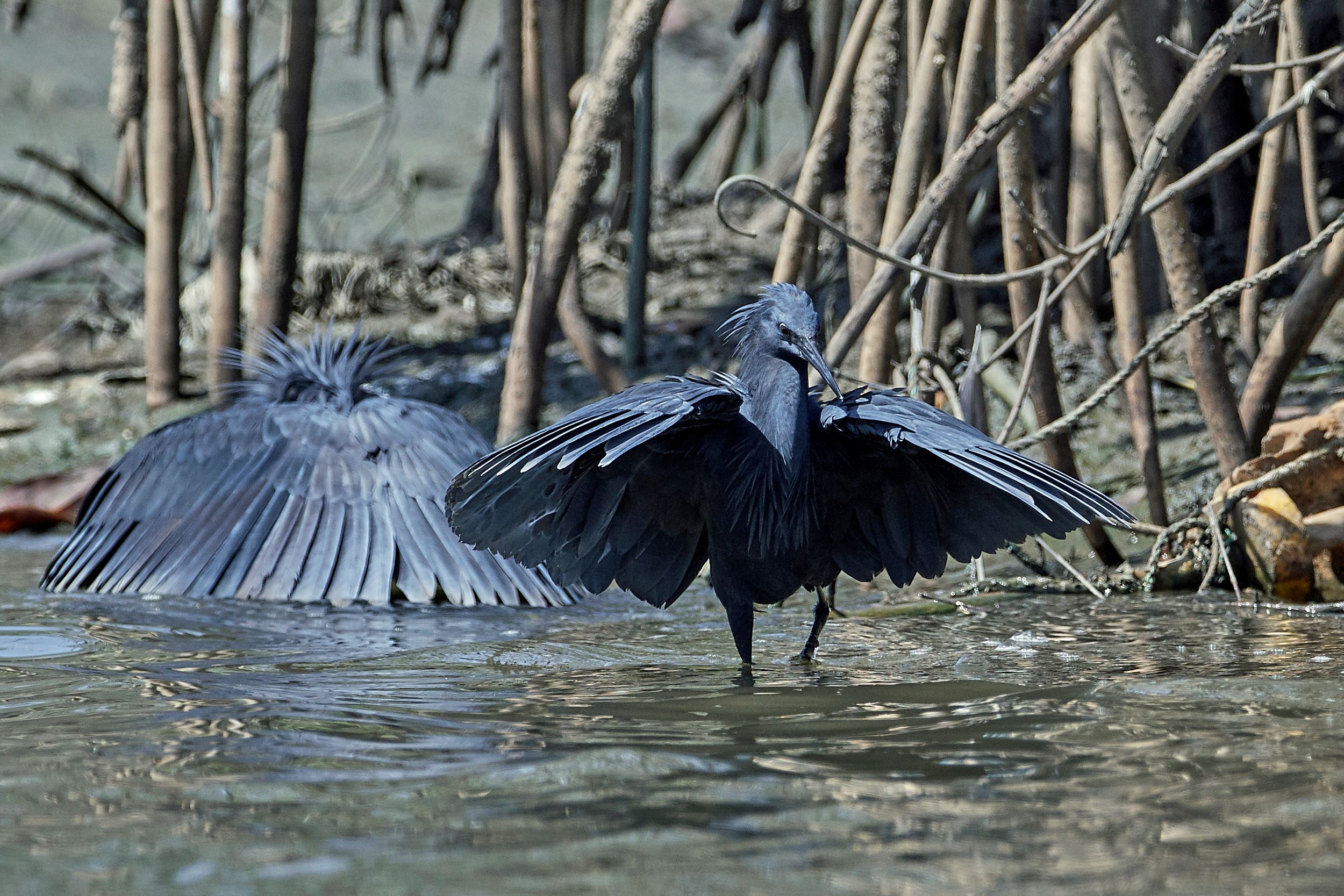 The Black Heron