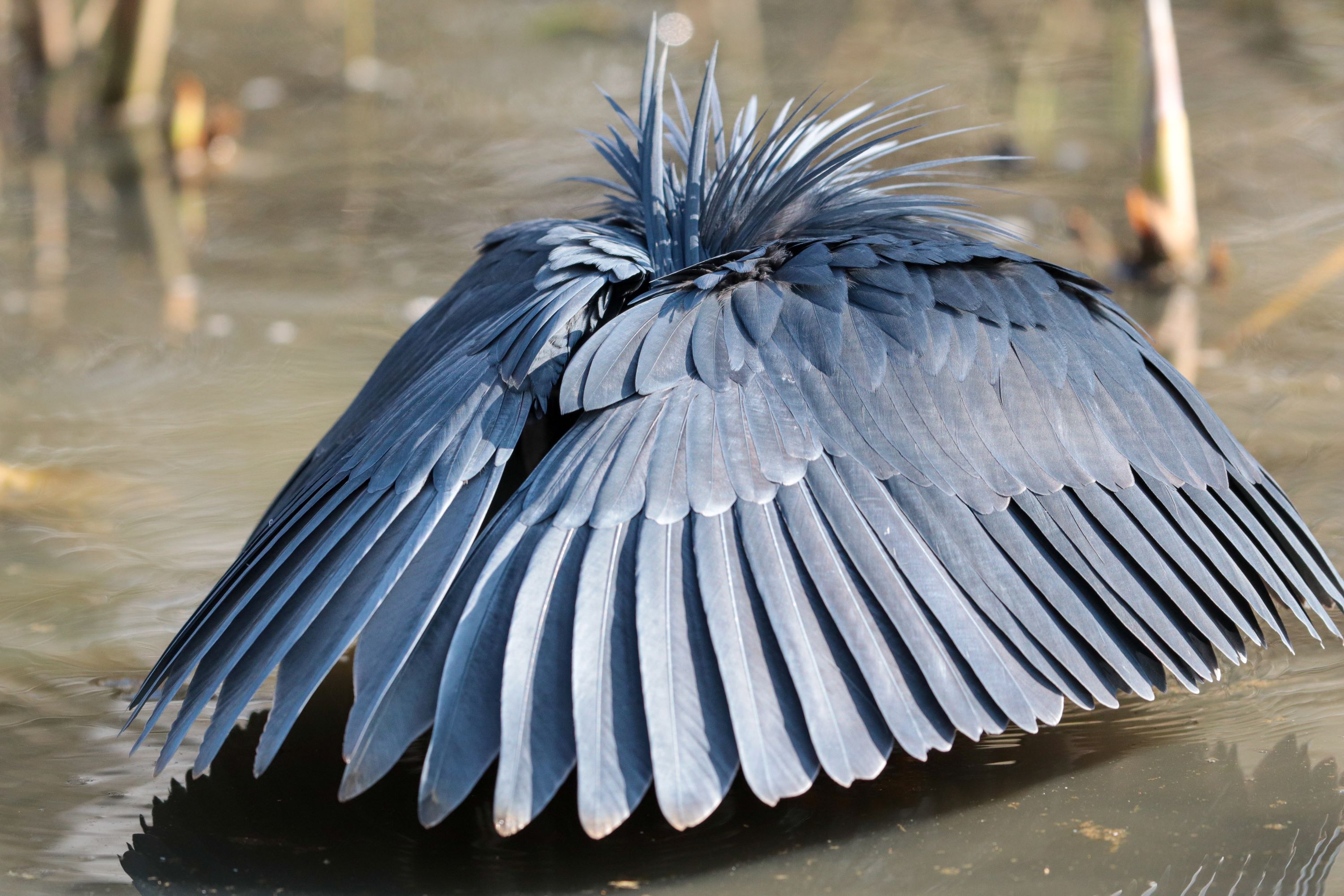 The Black Heron