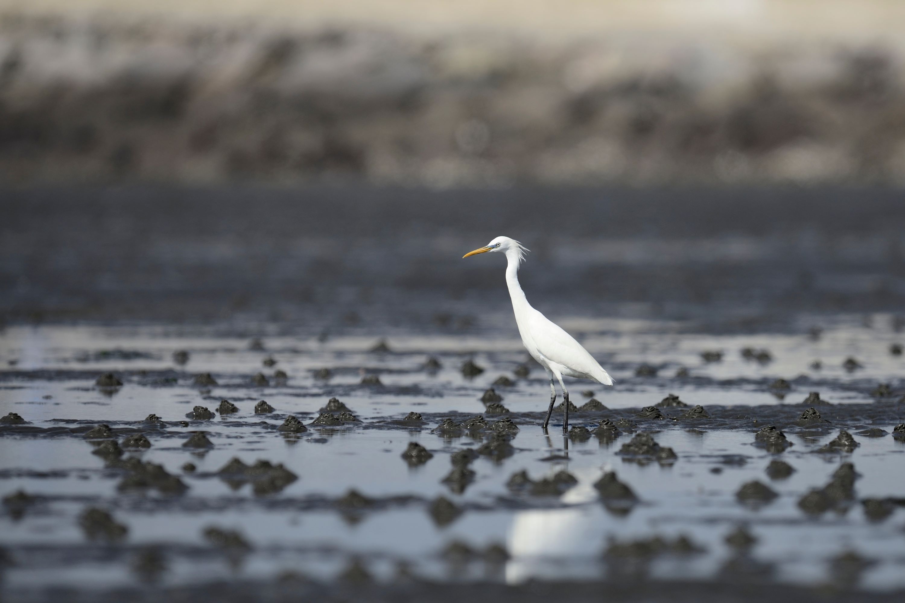 The Chinese Egret