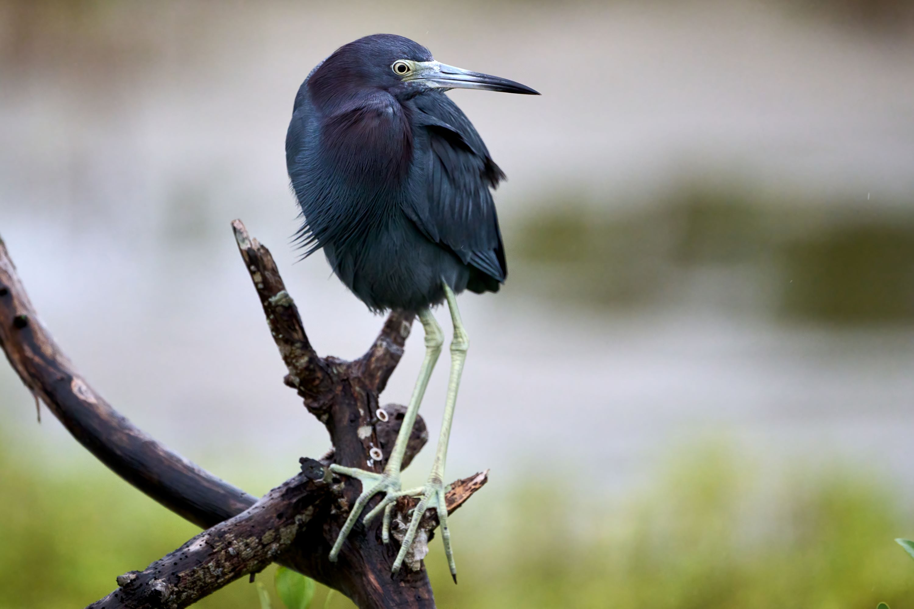 The Little blue heron