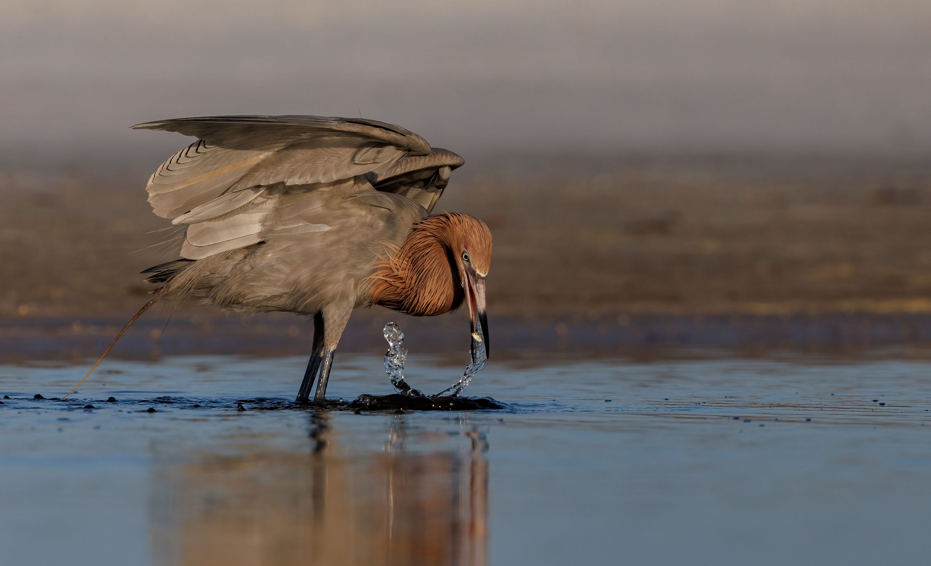 The Reddish egret