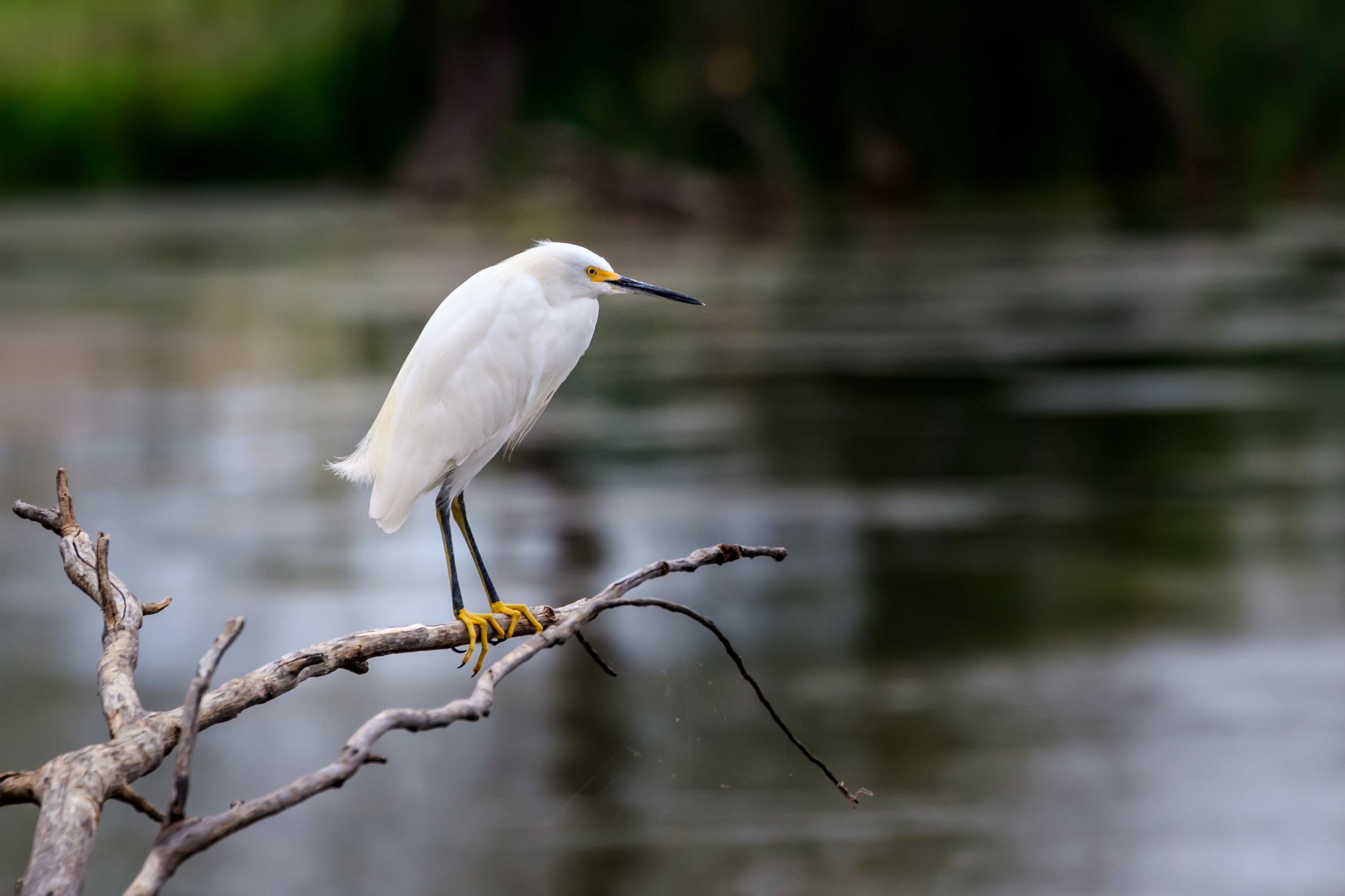 The Snowy egret