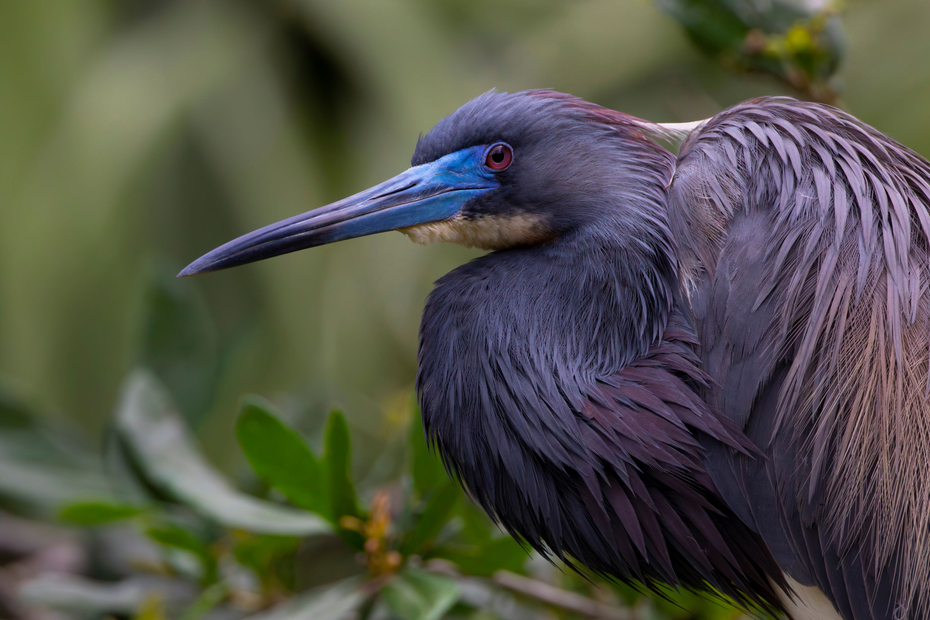 The Tricolored heron