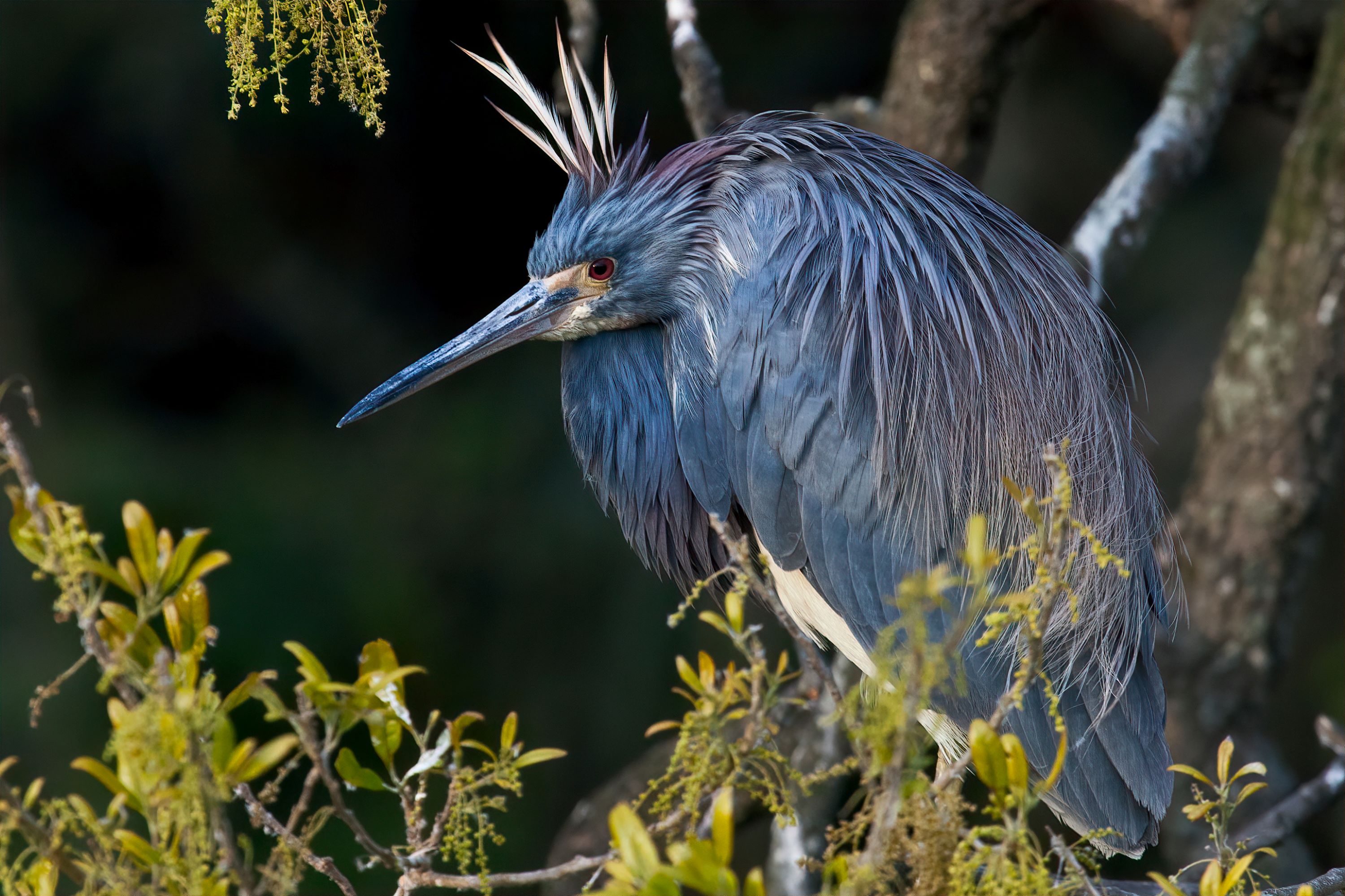 The Little Blue Heron