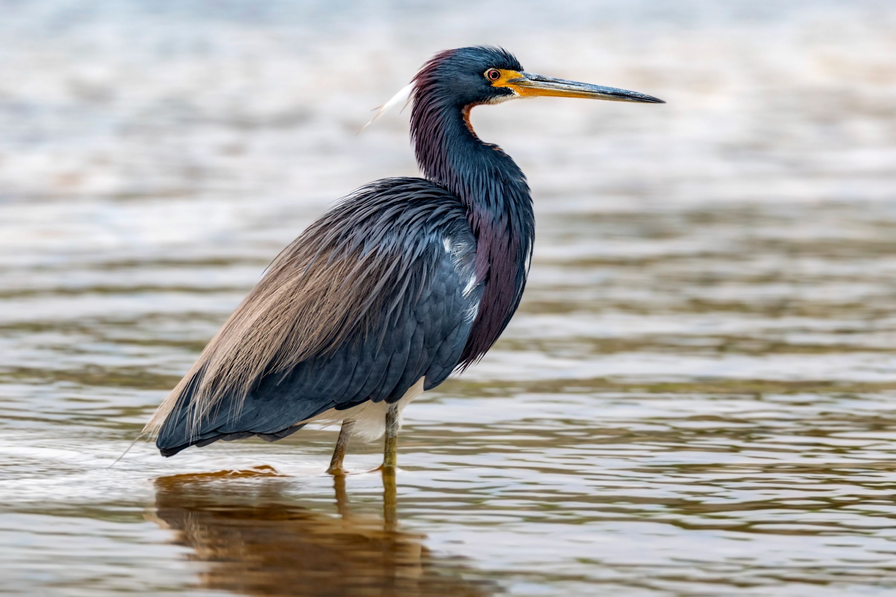 The Little Blue Heron