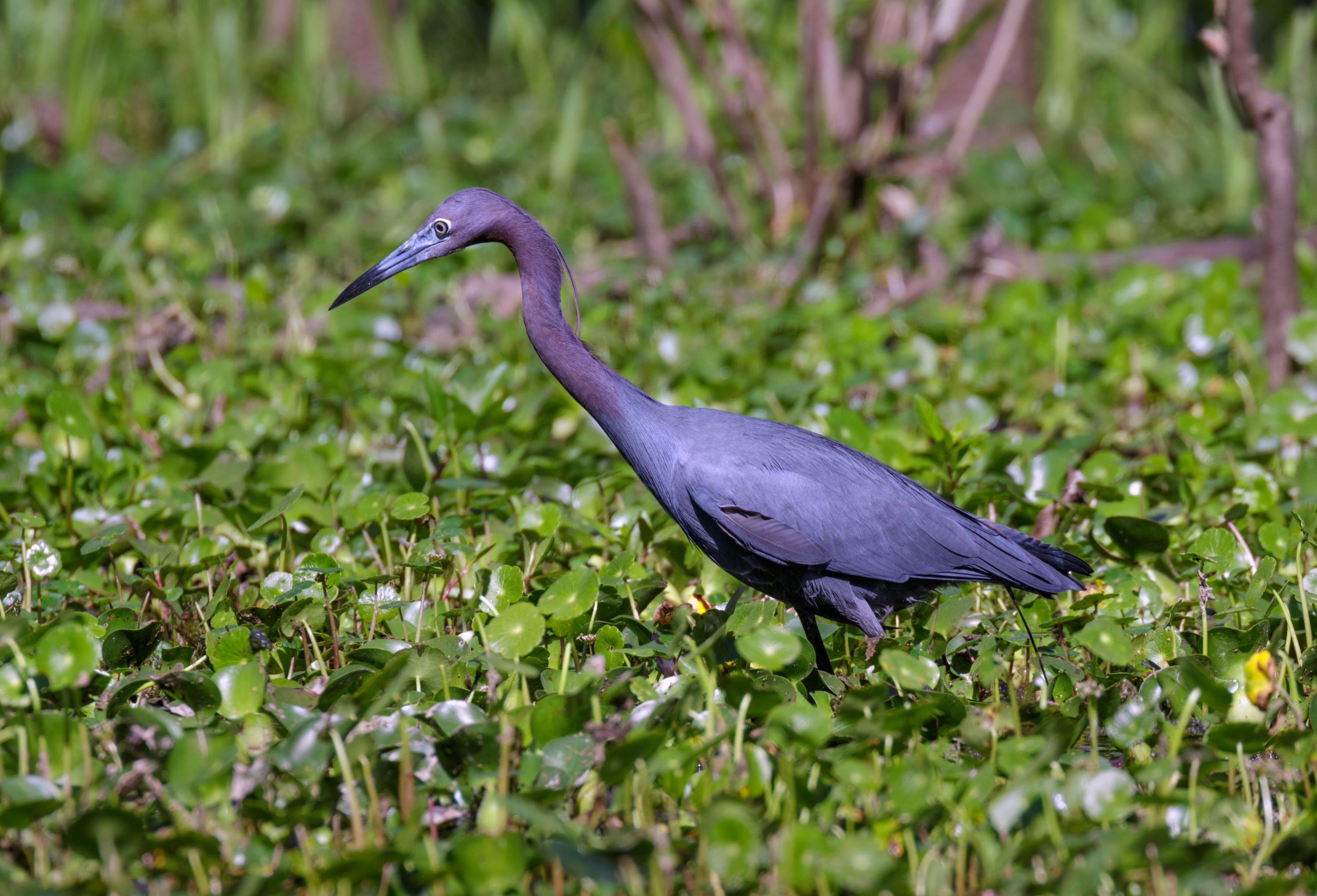 The Little Blue Heron